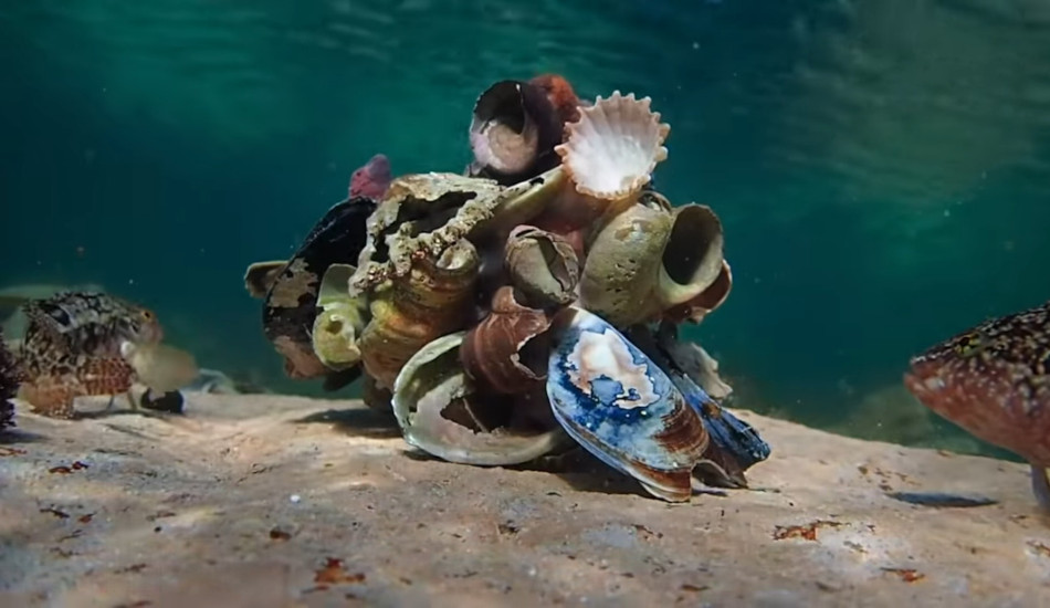 Novel behaviours between environment and organism: The Octo-rock