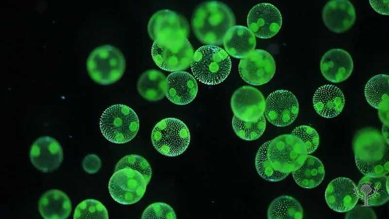 Methodology Development: Interactive VSM