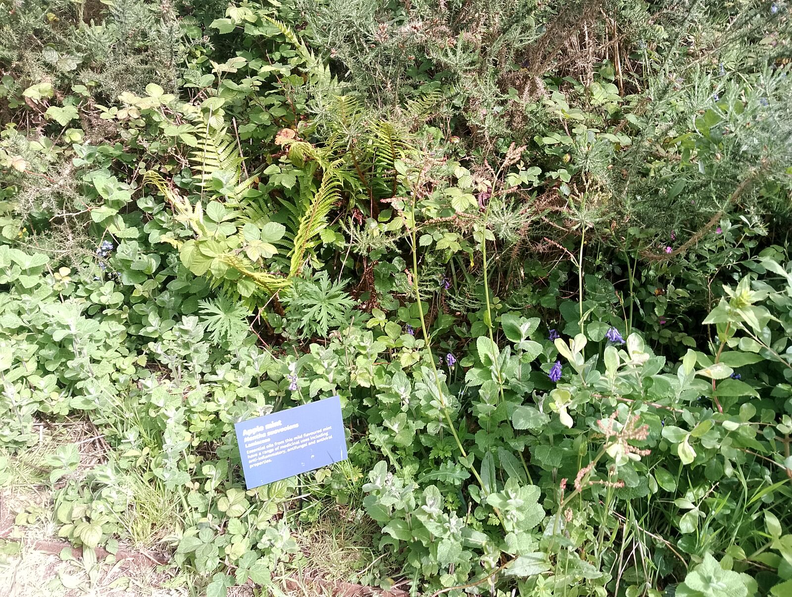 Eden Project
