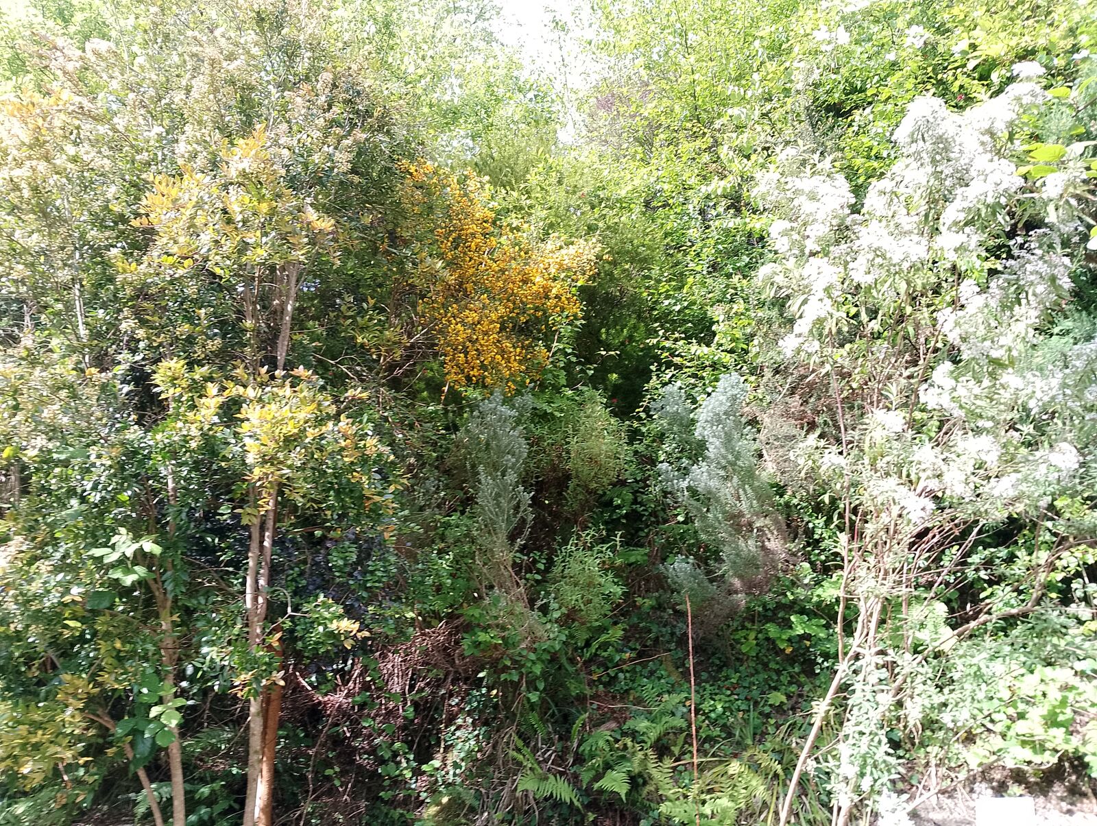 Eden Project