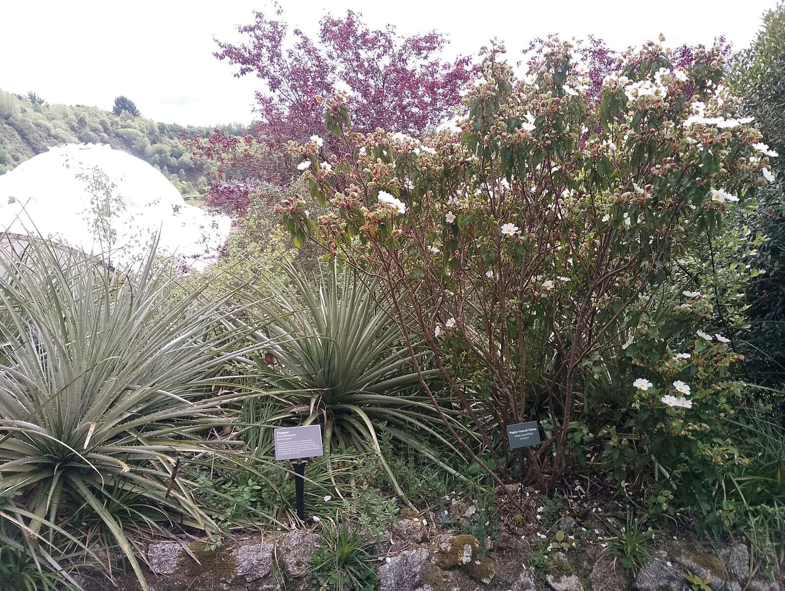 Eden Project
