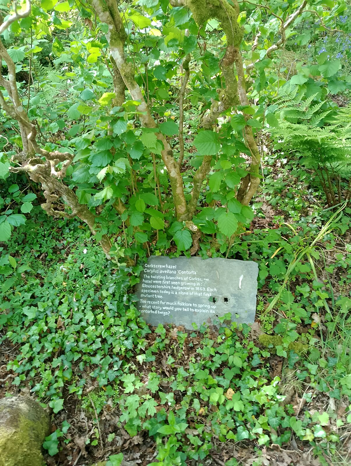 Eden Project