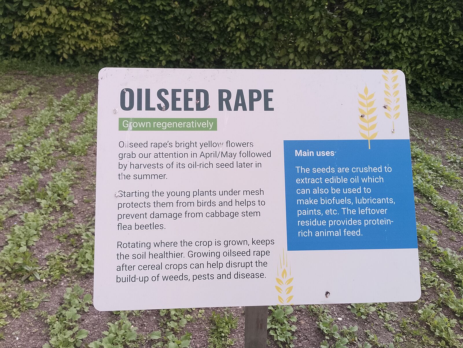 Eden Project
