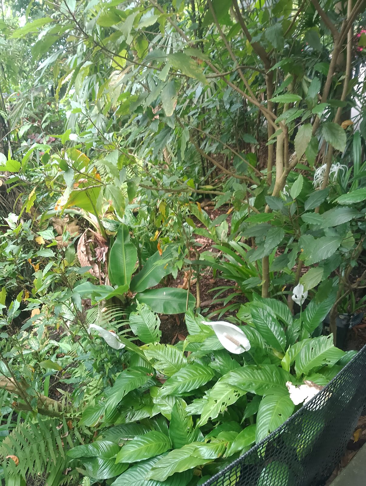 Eden Project