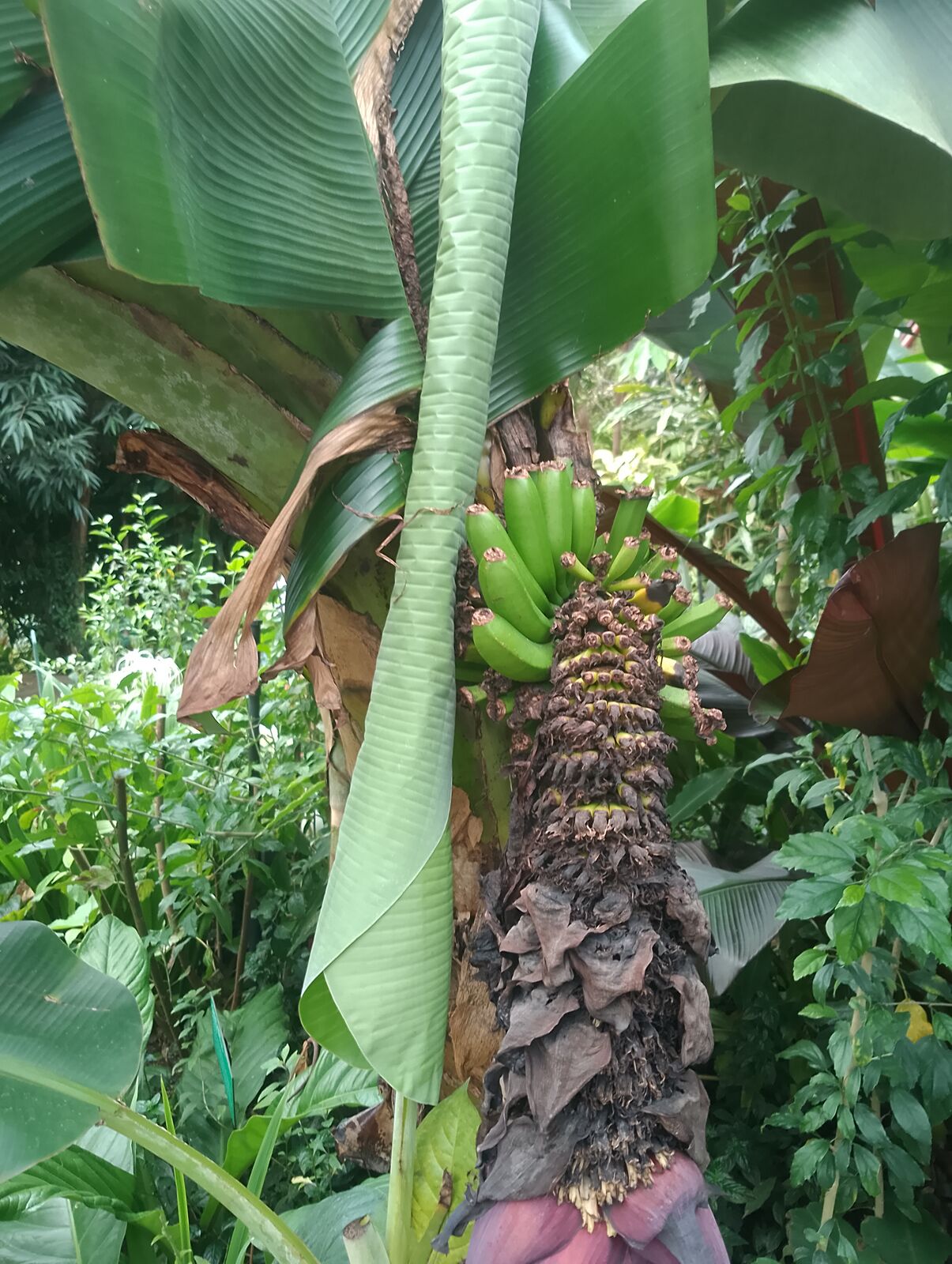 Eden Project