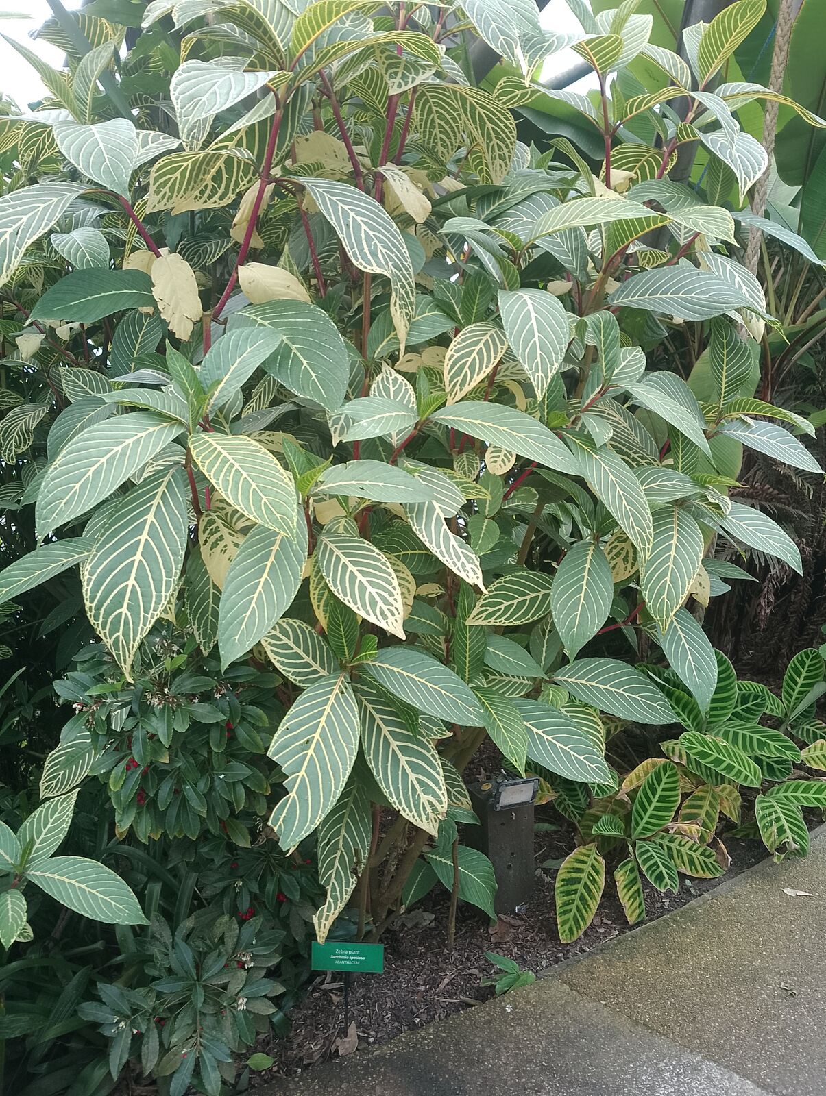 Eden Project