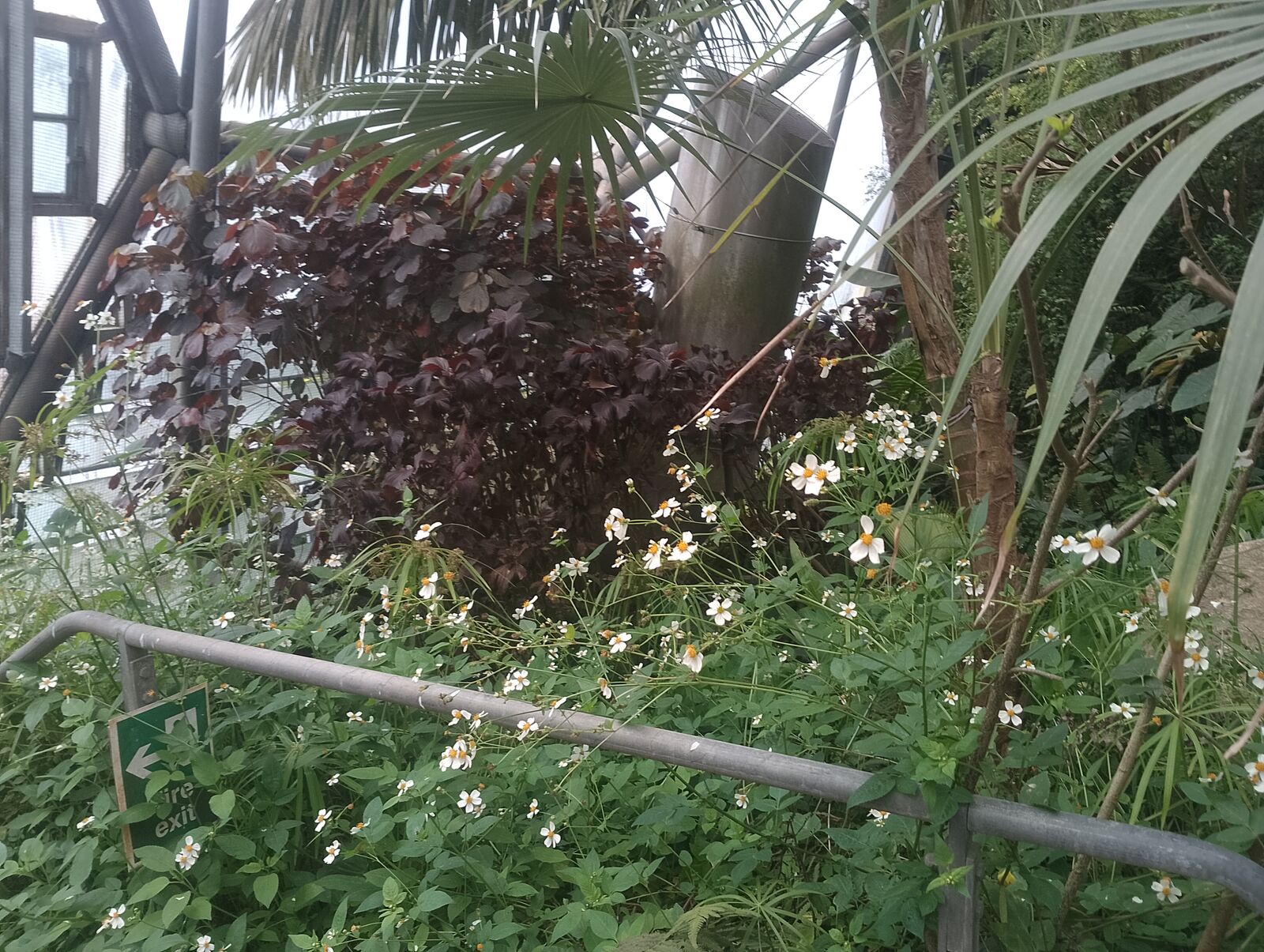 Eden Project