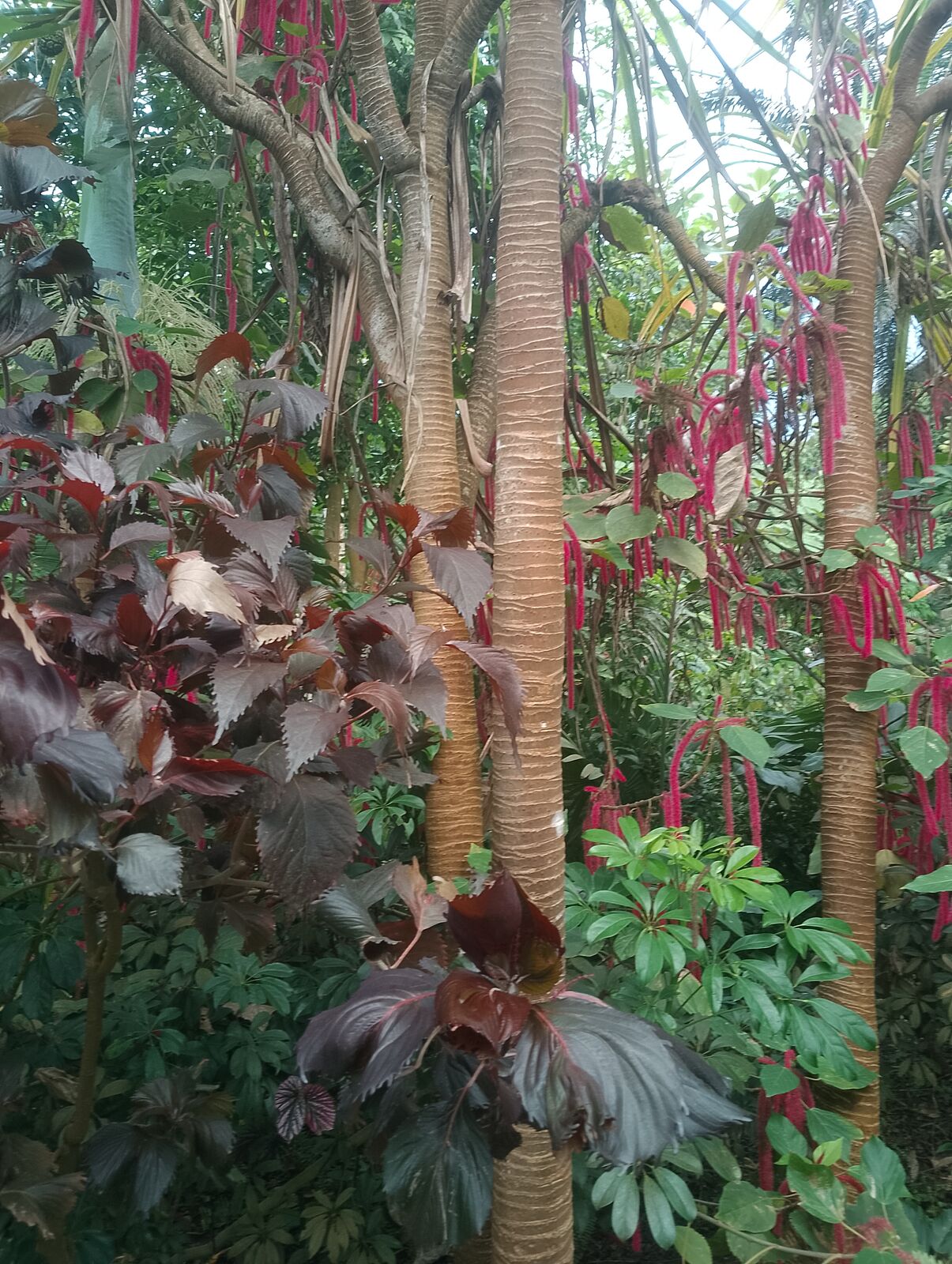 Eden Project