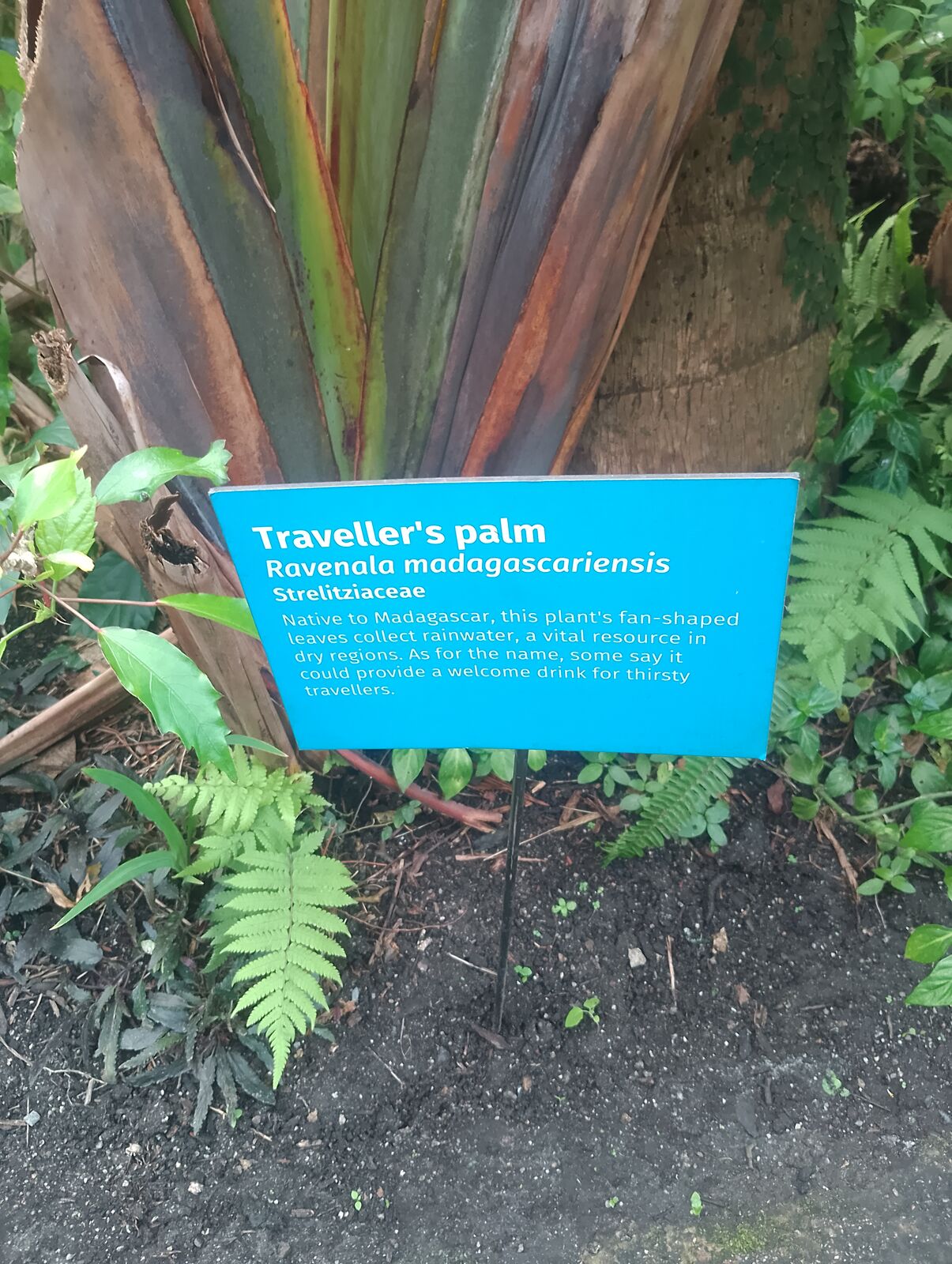 Eden Project