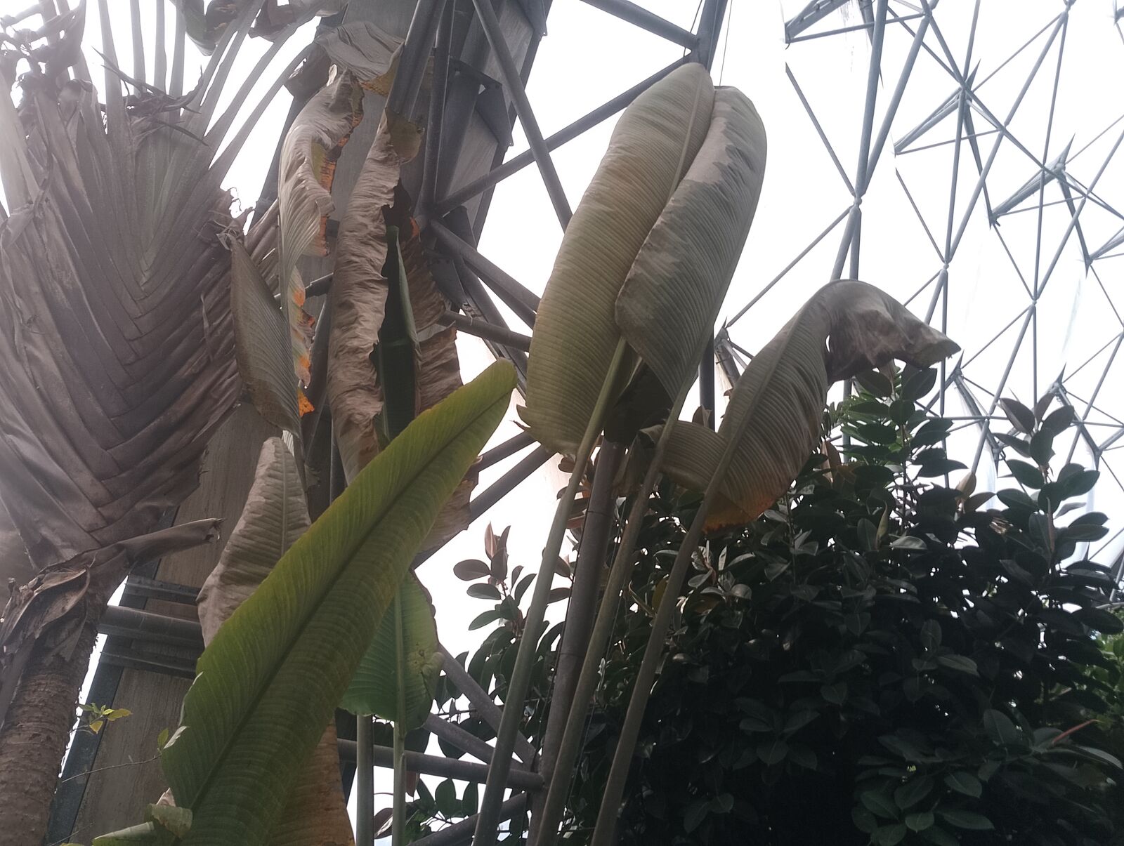 Eden Project