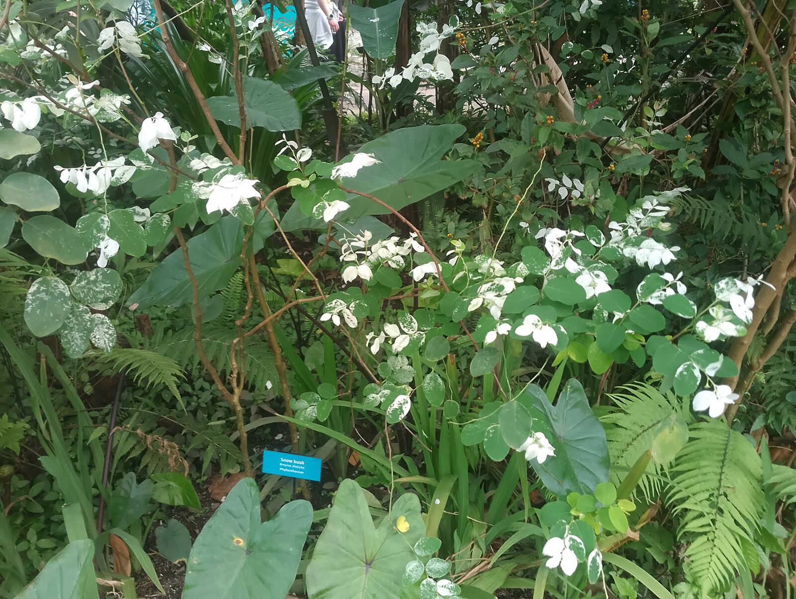 Eden Project