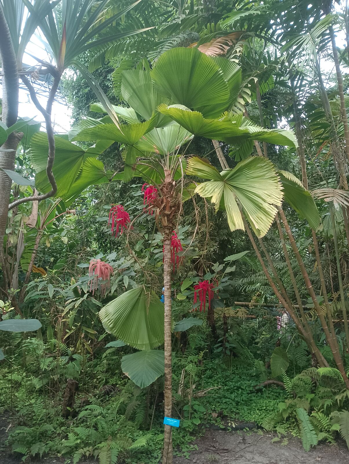 Eden Project