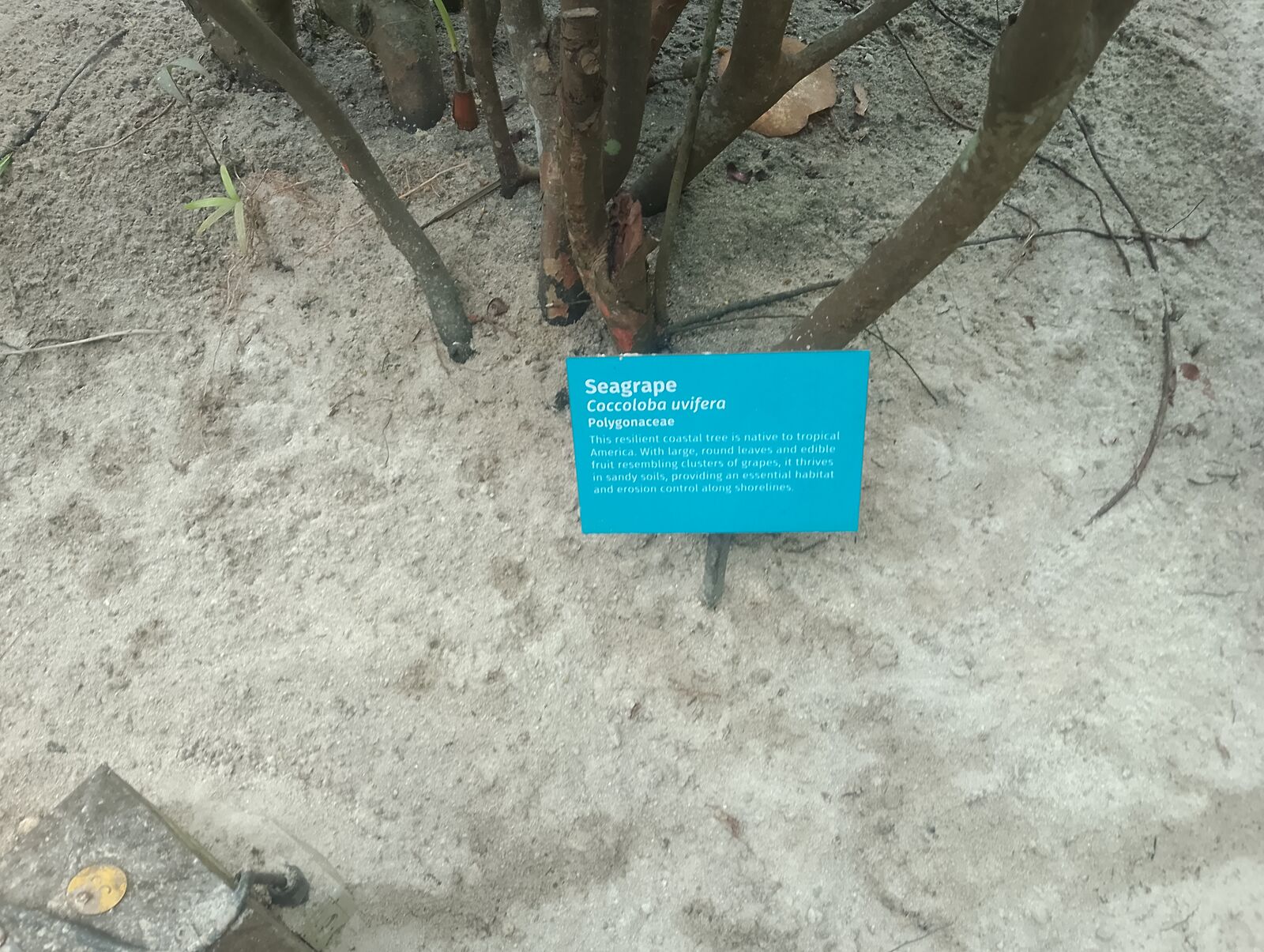 Eden Project