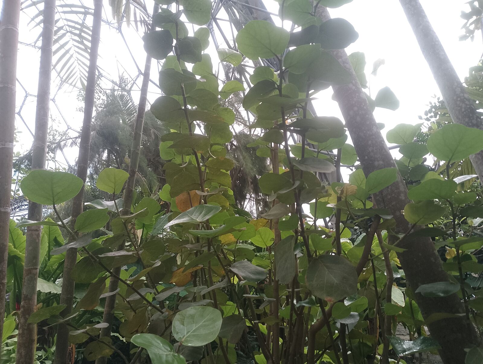 Eden Project