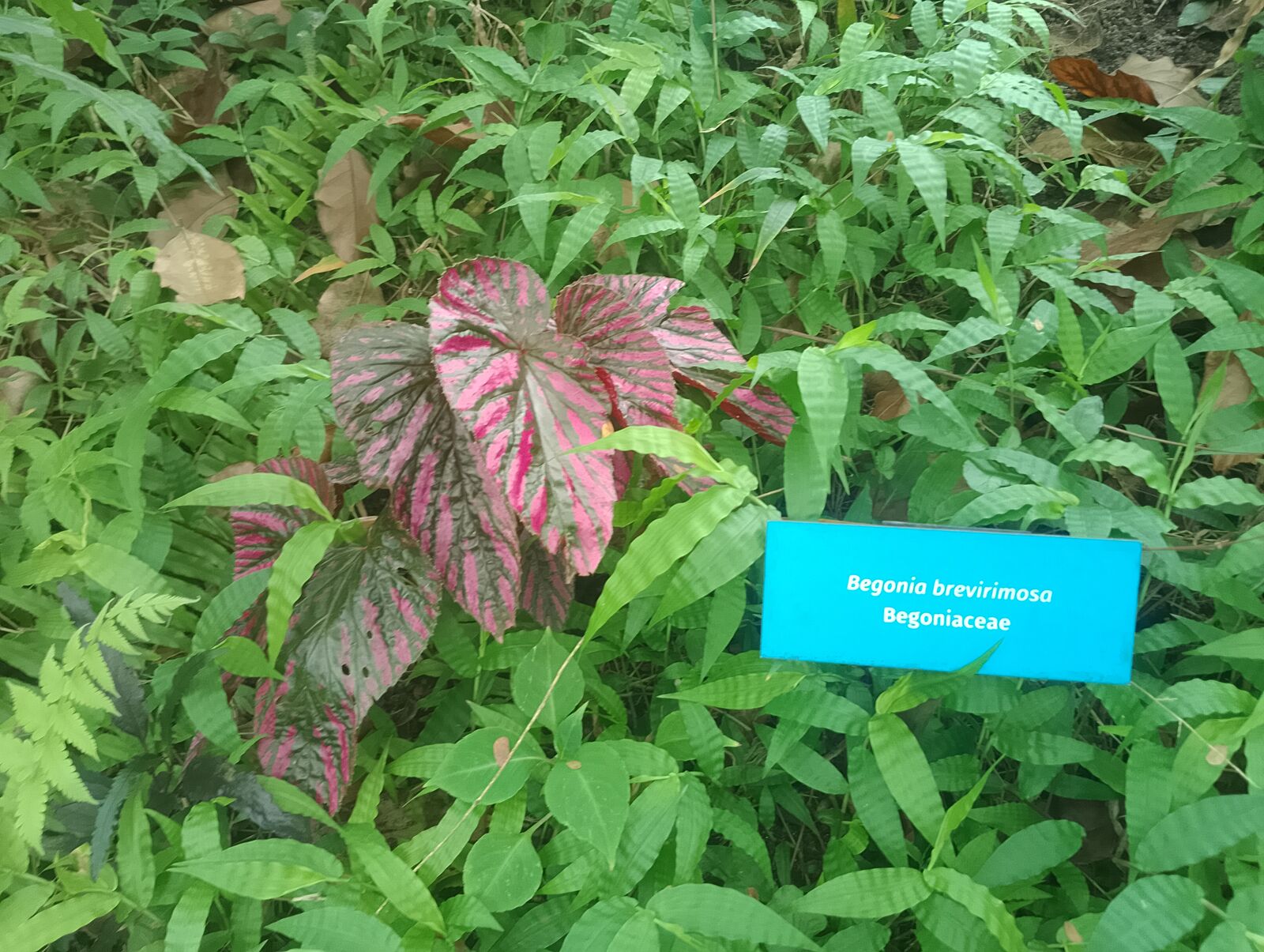 Eden Project