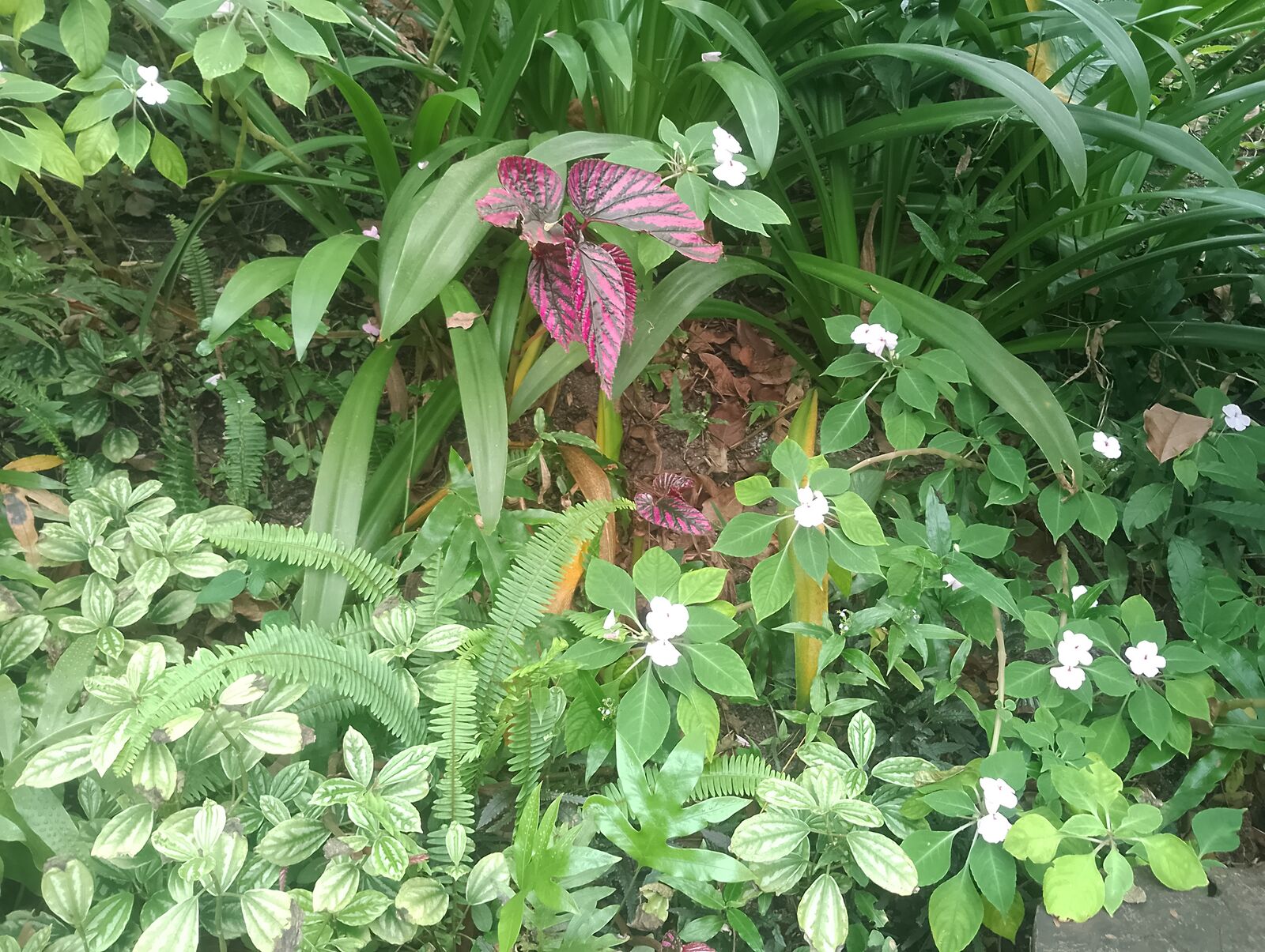 Eden Project