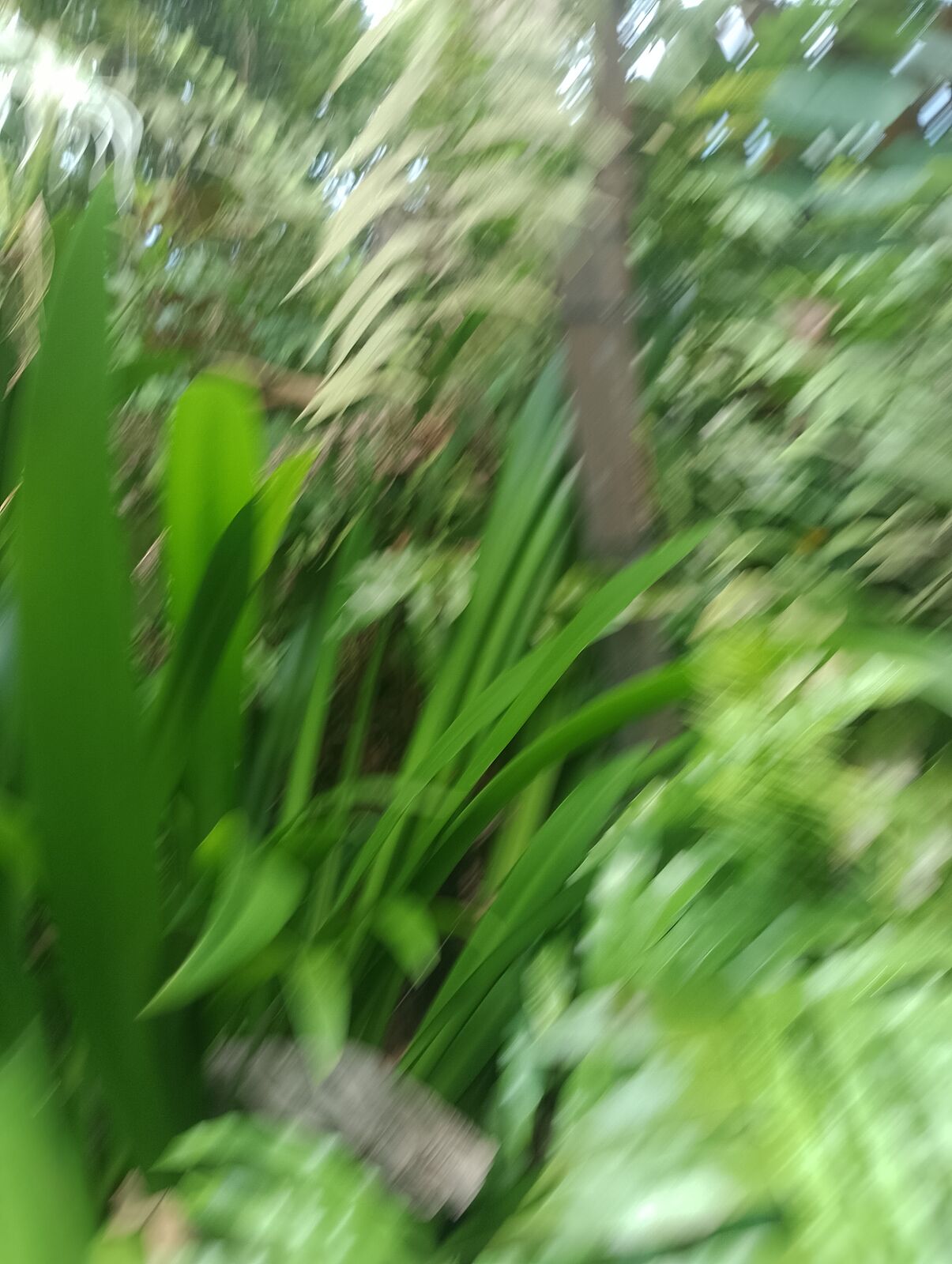 Eden Project