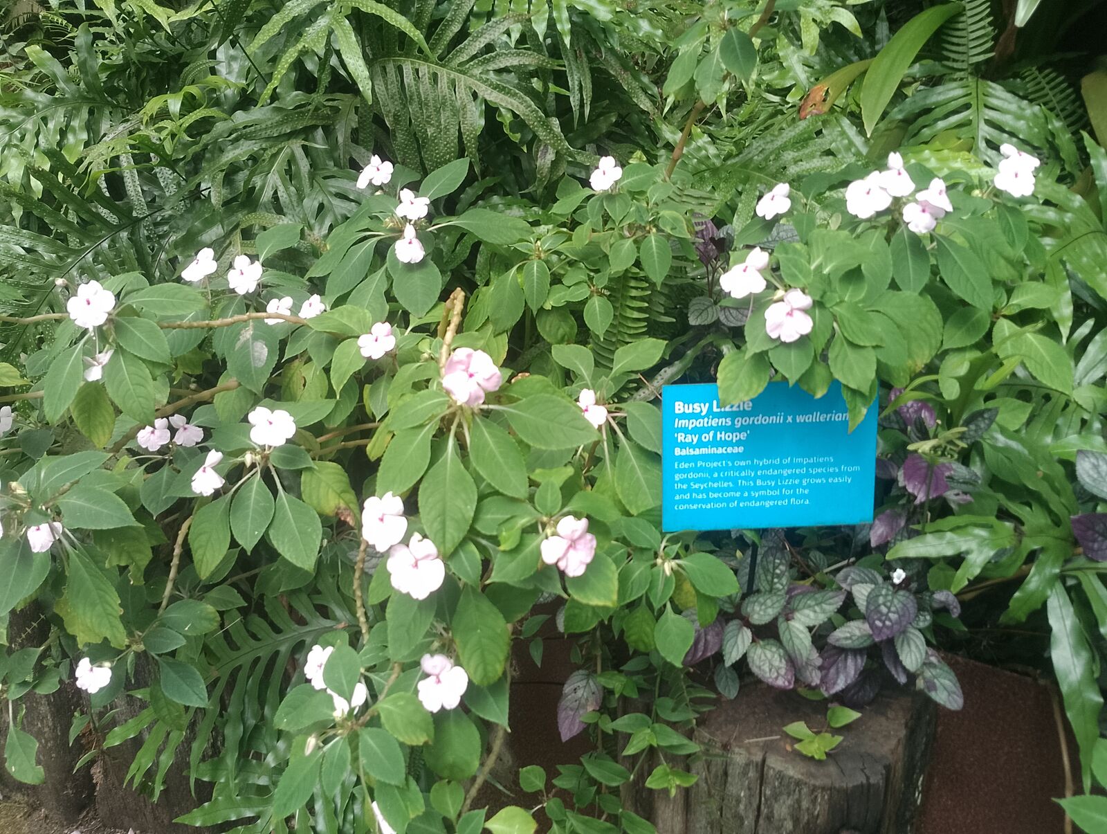 Eden Project
