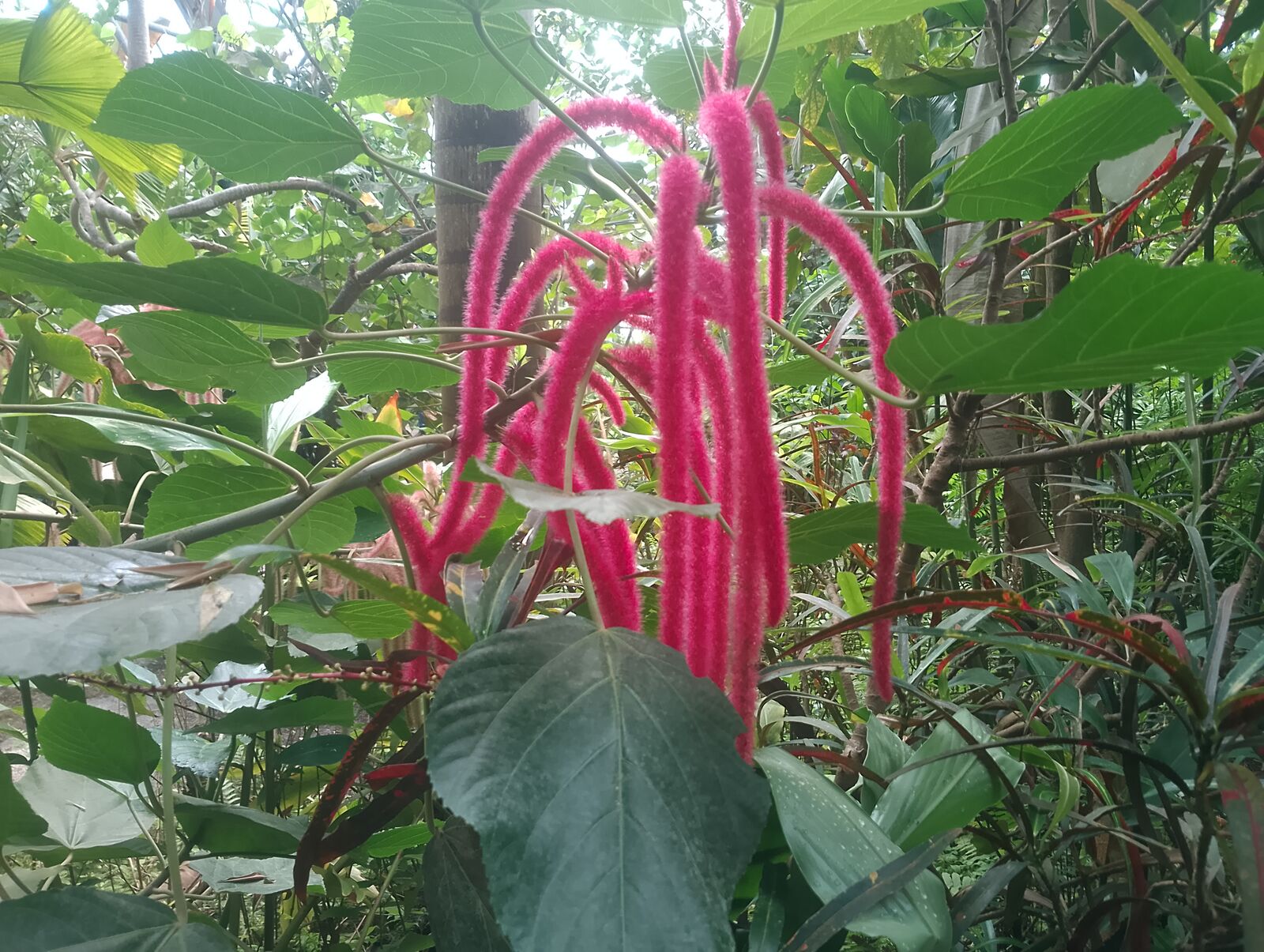 Eden Project
