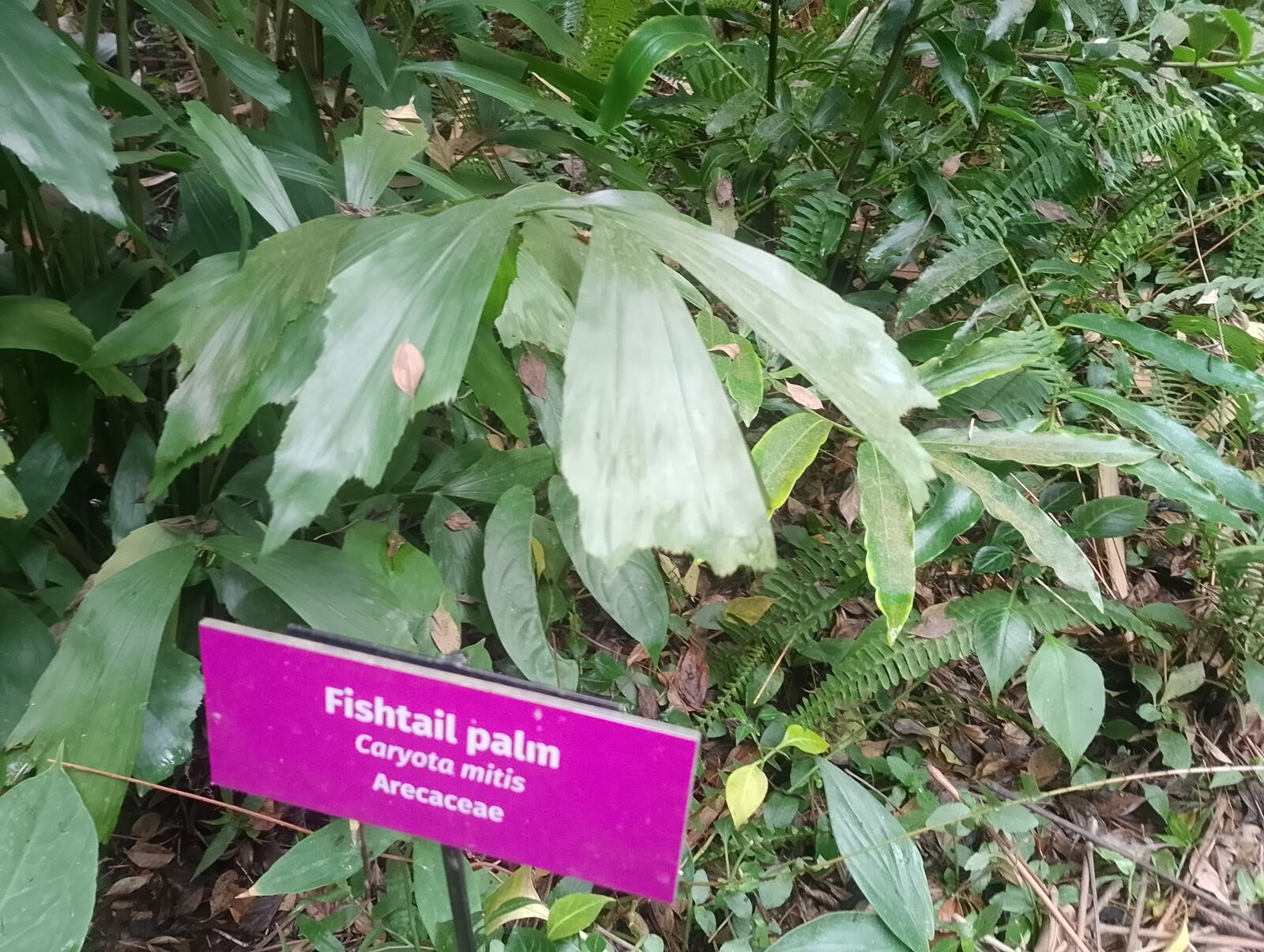 Eden Project