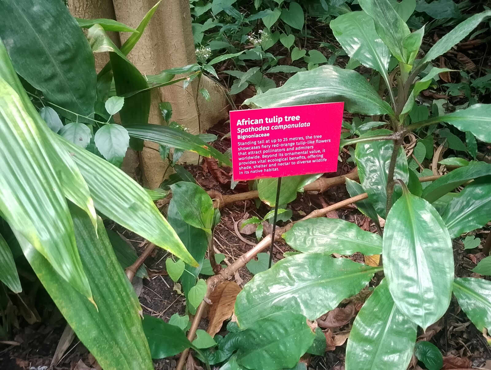 Eden Project