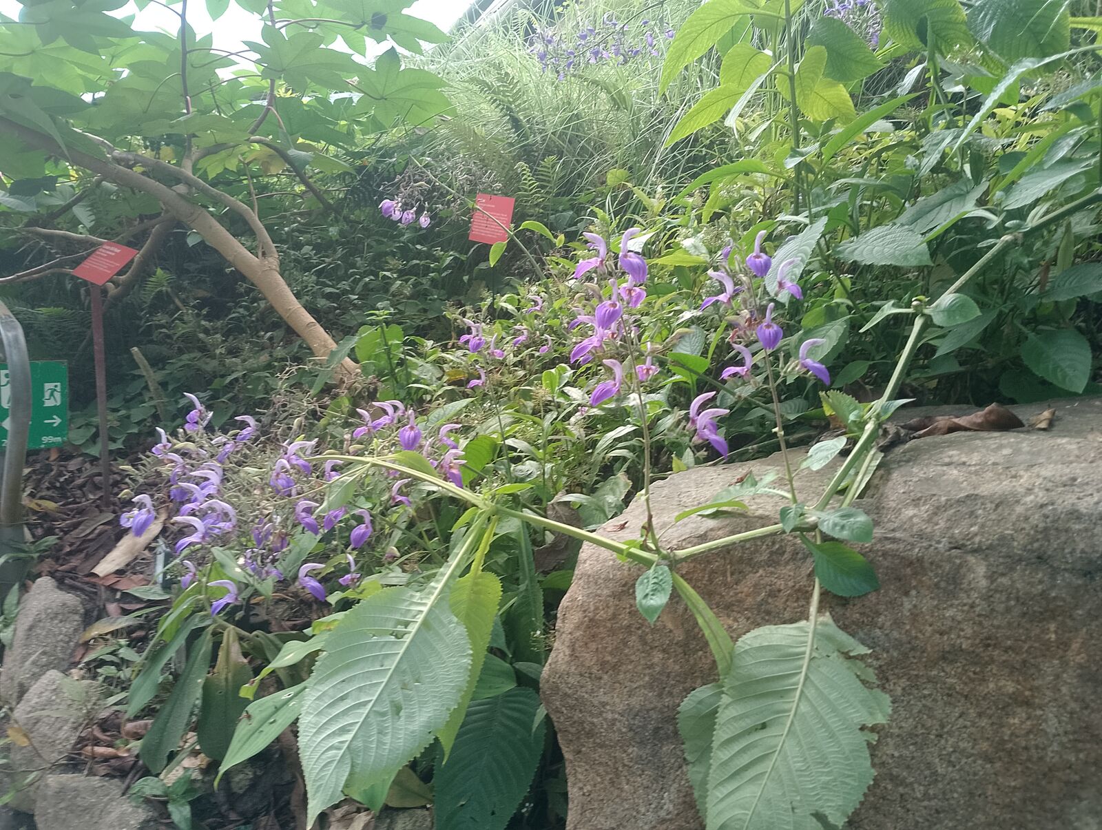 Eden Project