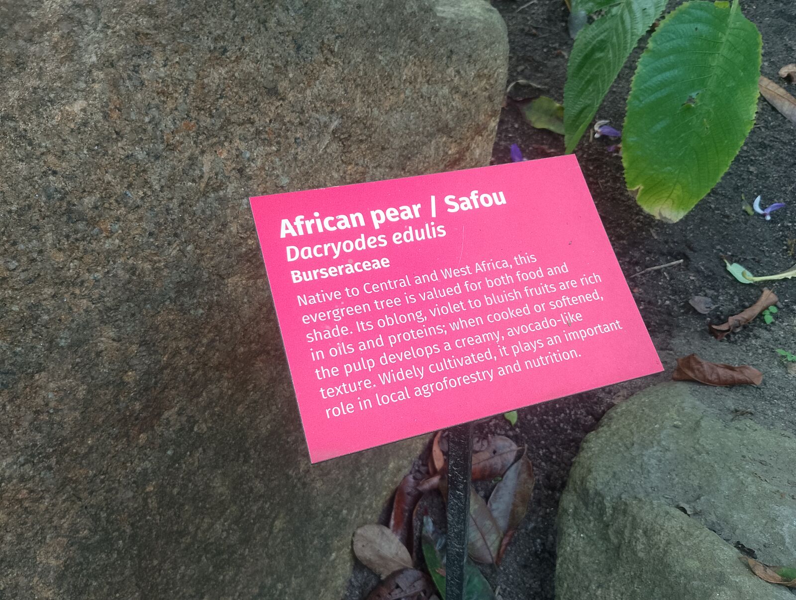 Eden Project