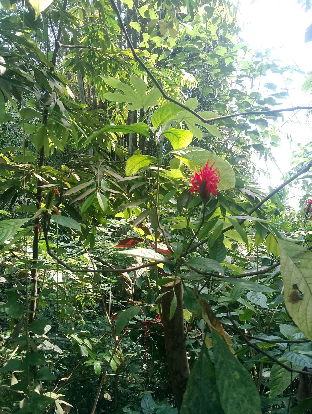 Eden Project