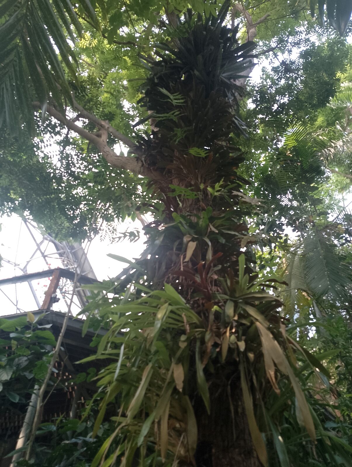 Eden Project