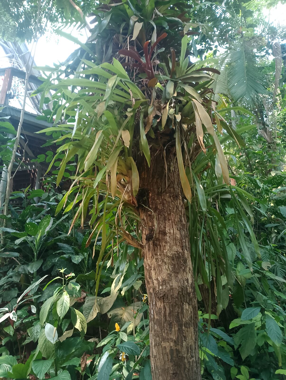 Eden Project