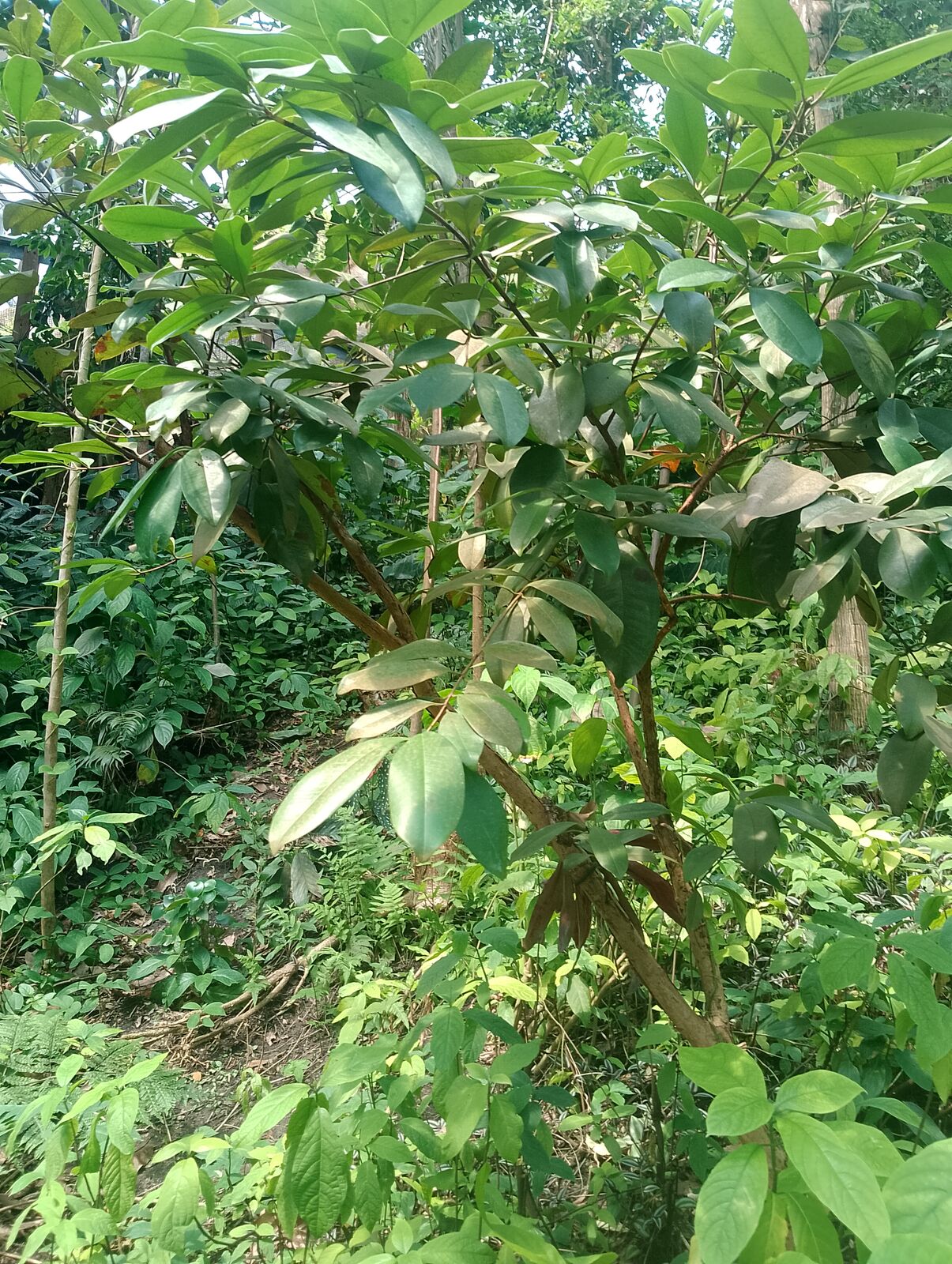Eden Project