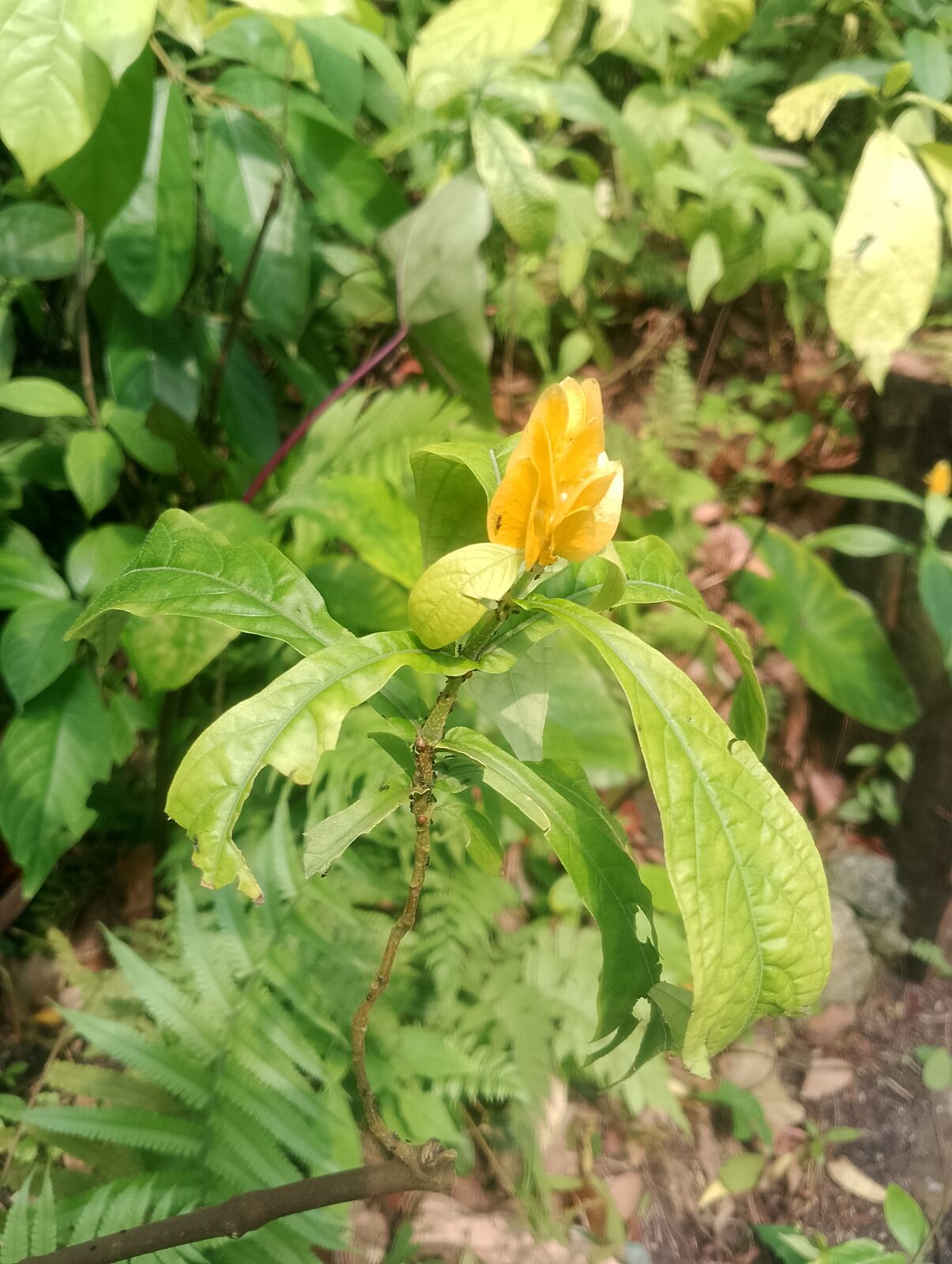 Eden Project
