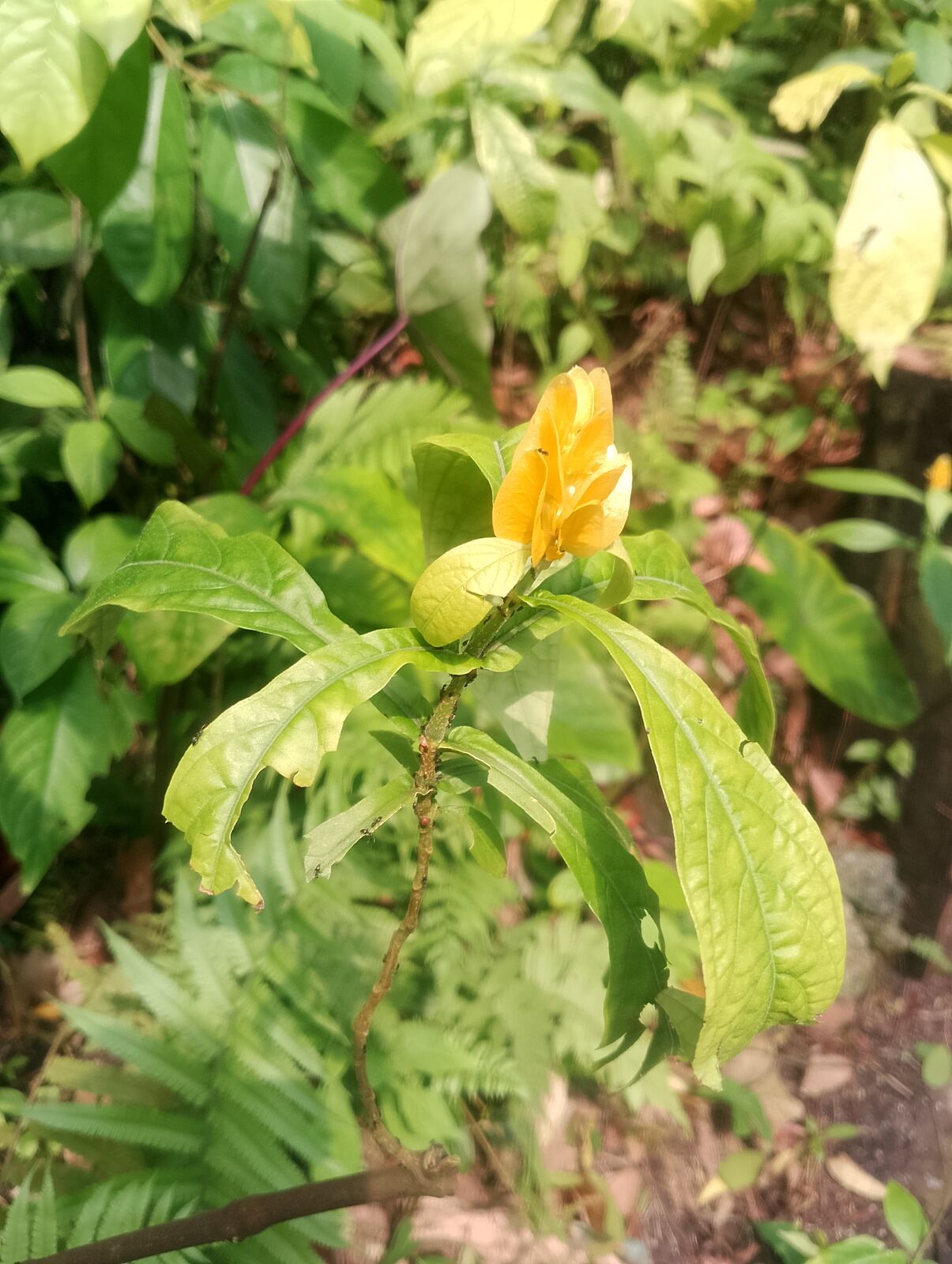Eden Project