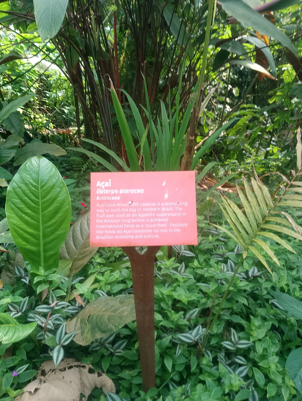 Eden Project