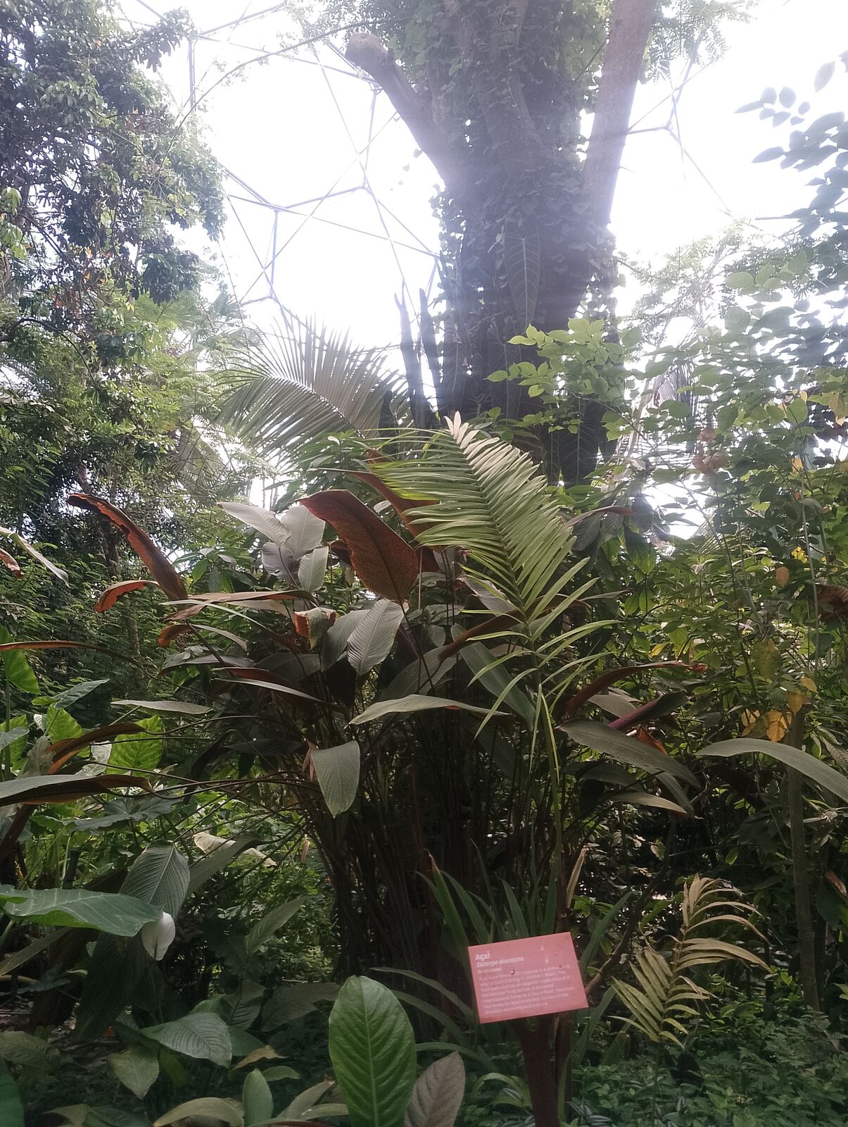 Eden Project