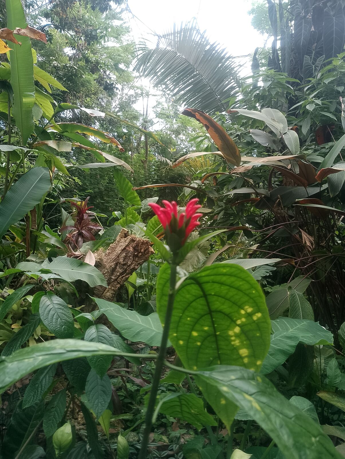 Eden Project