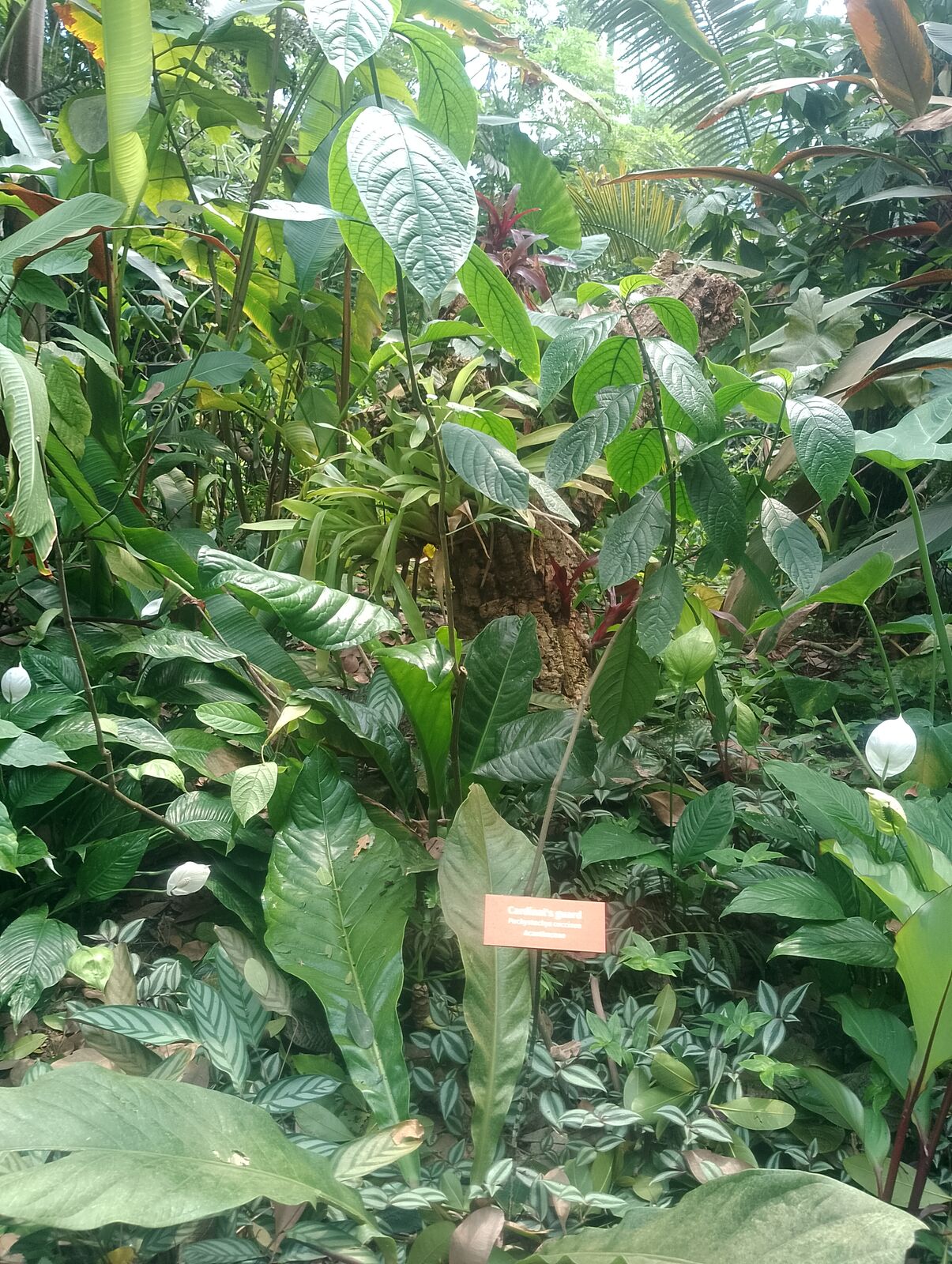 Eden Project
