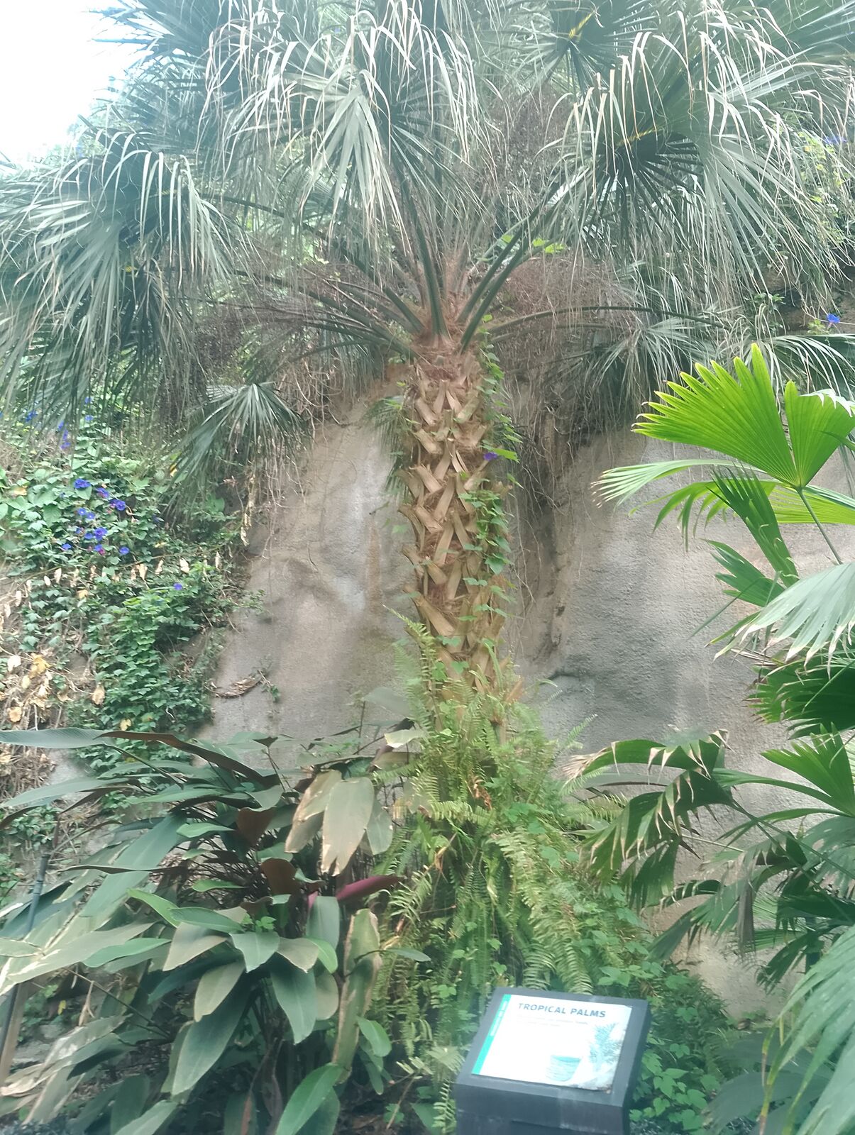 Eden Project