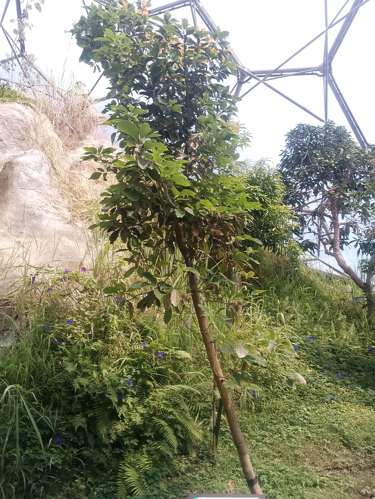 Eden Project