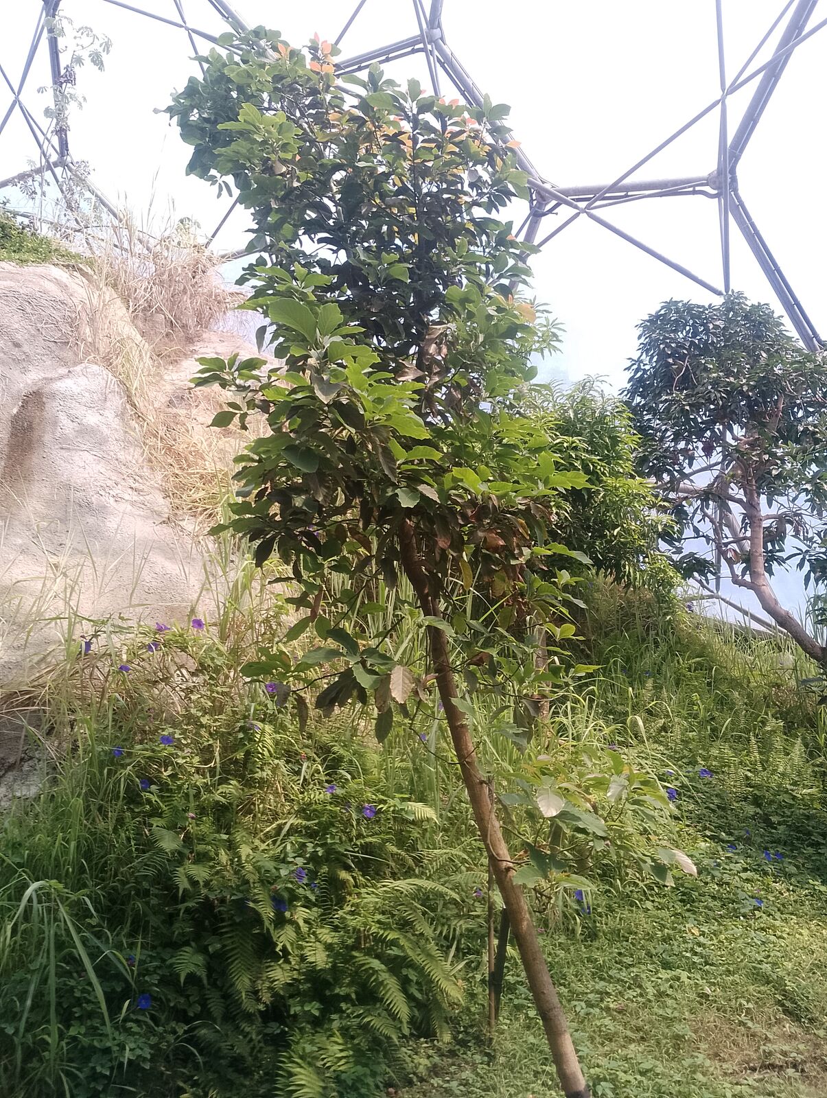 Eden Project