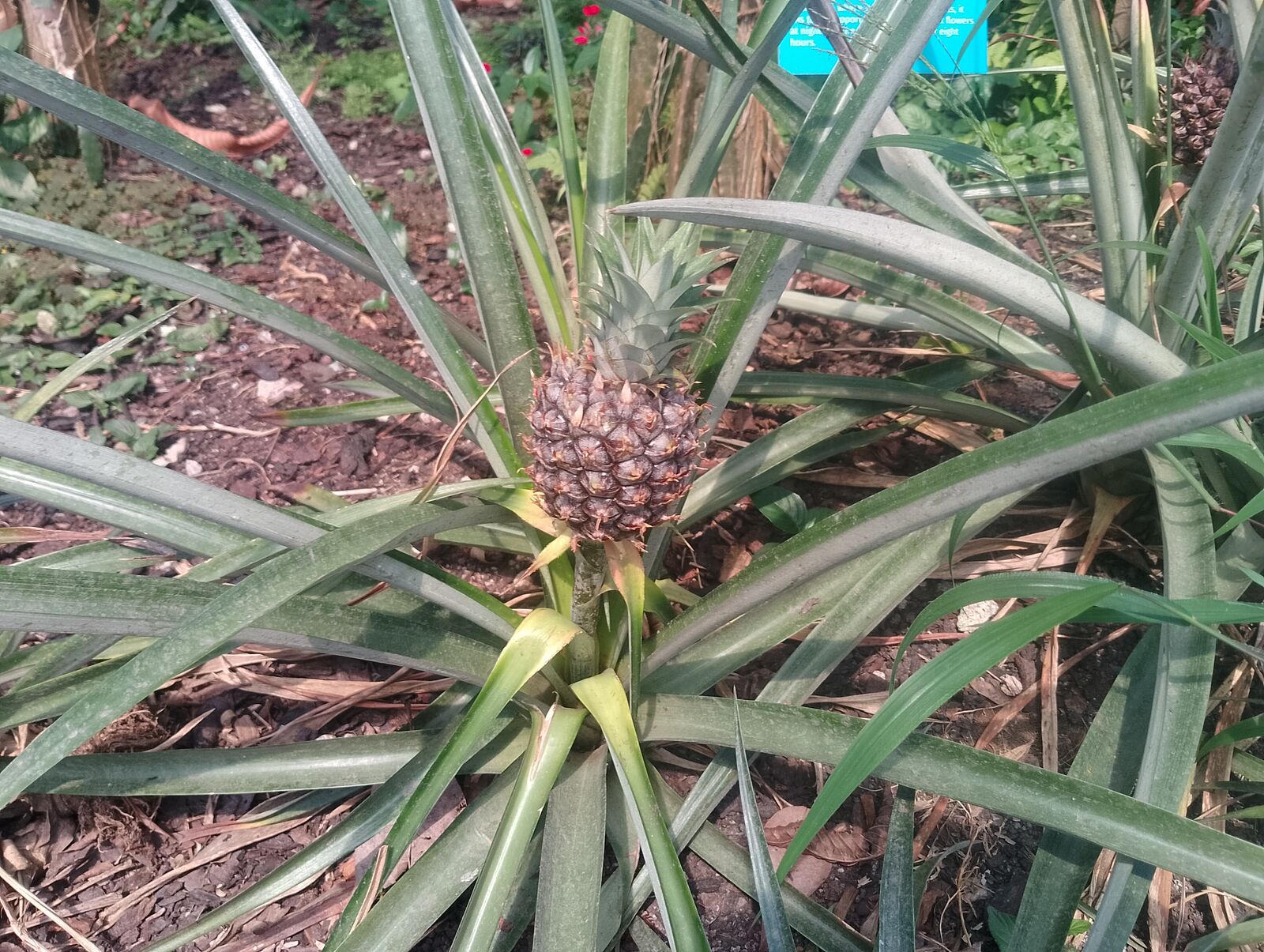 Eden Project