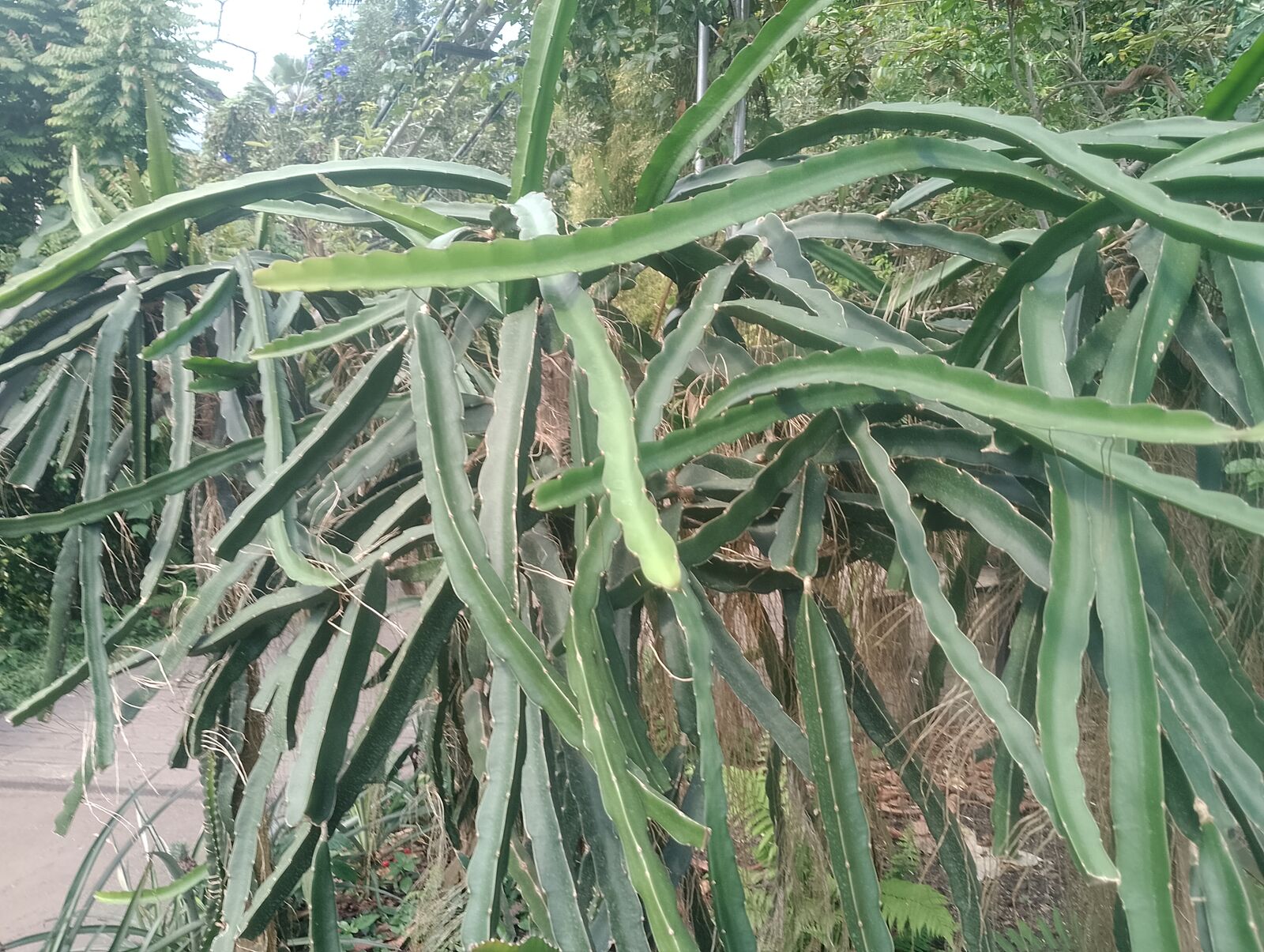Eden Project