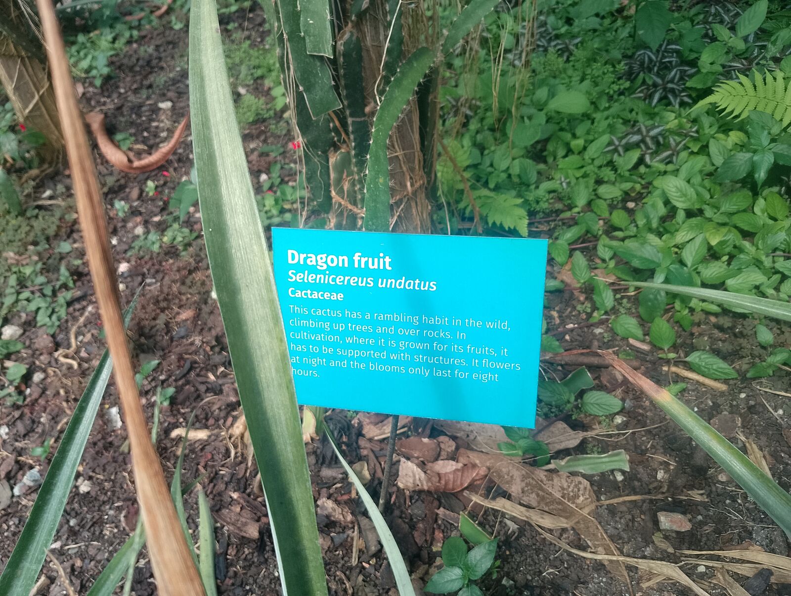Eden Project