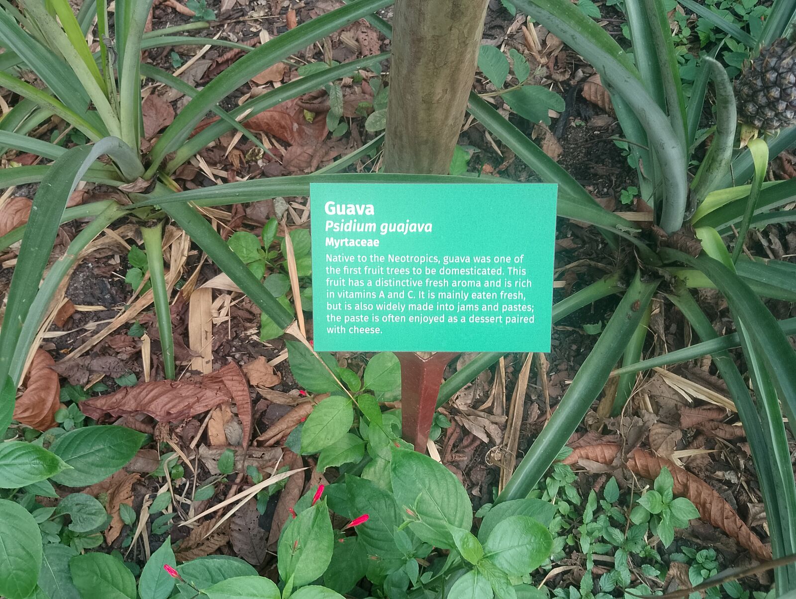 Eden Project