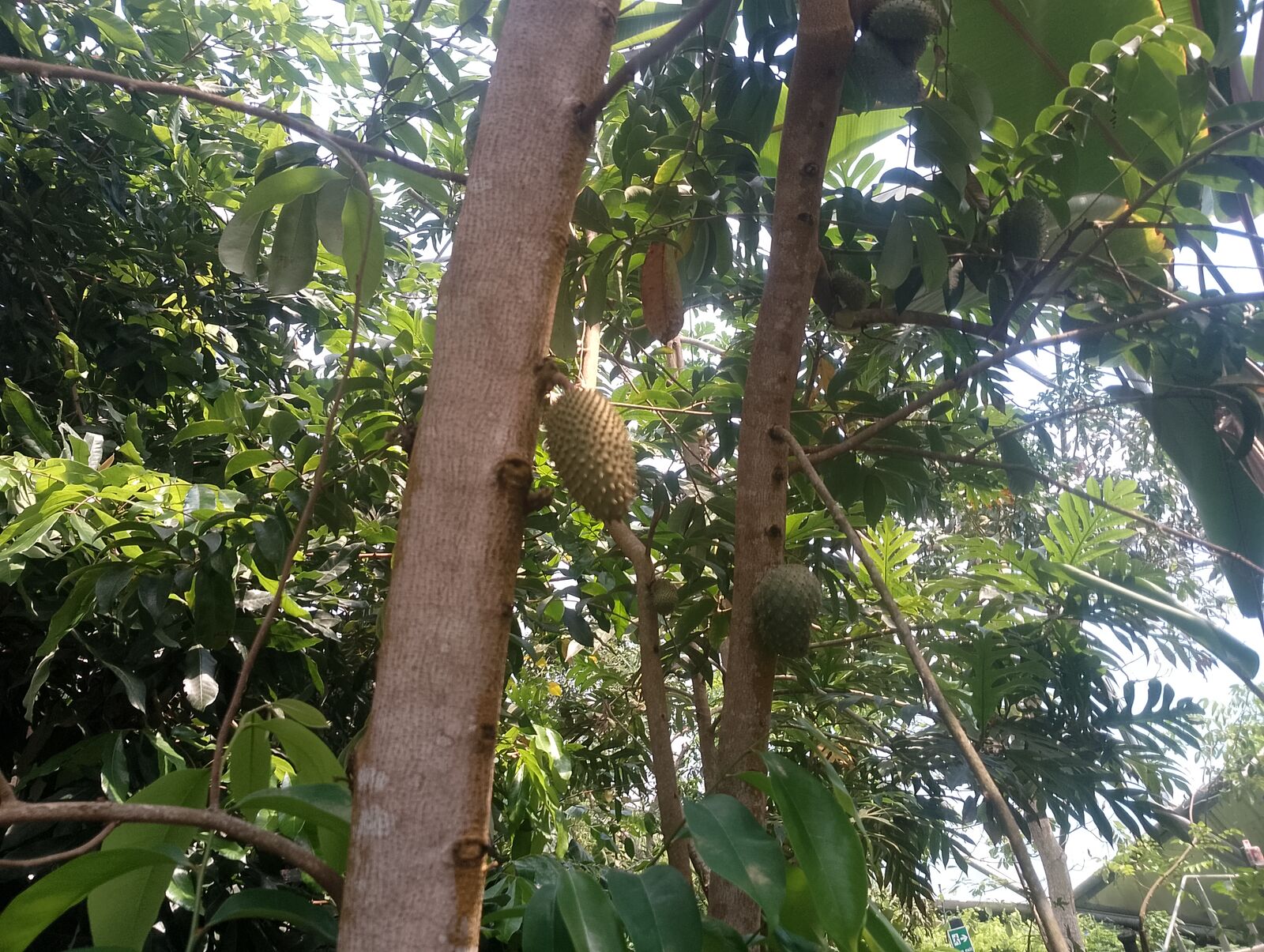 Eden Project