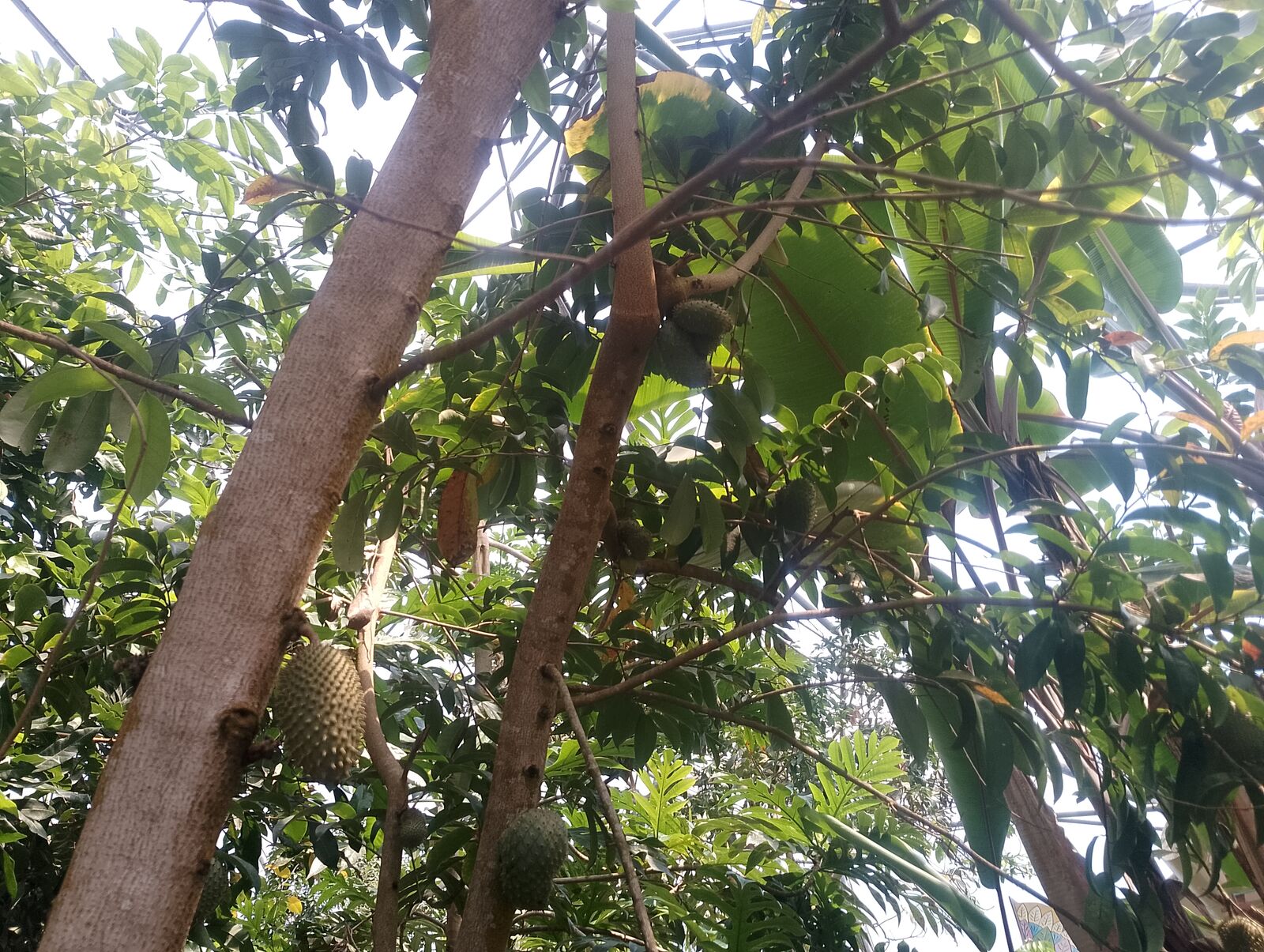 Eden Project