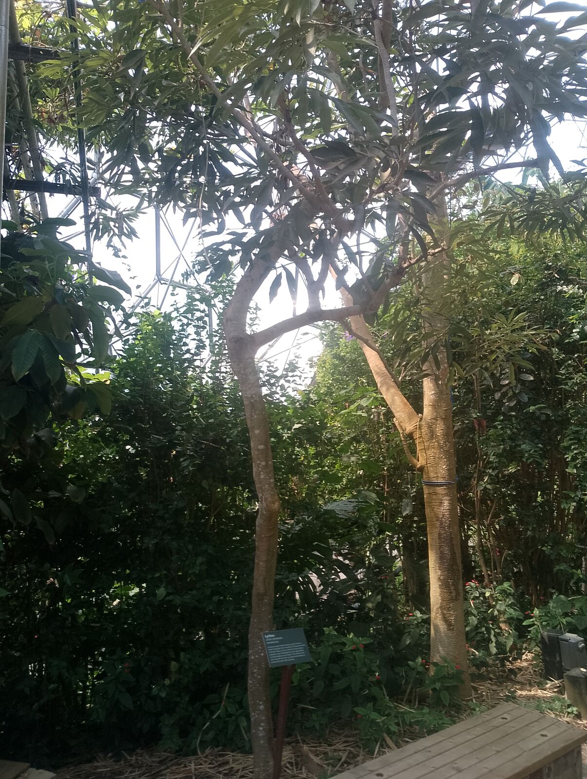 Eden Project