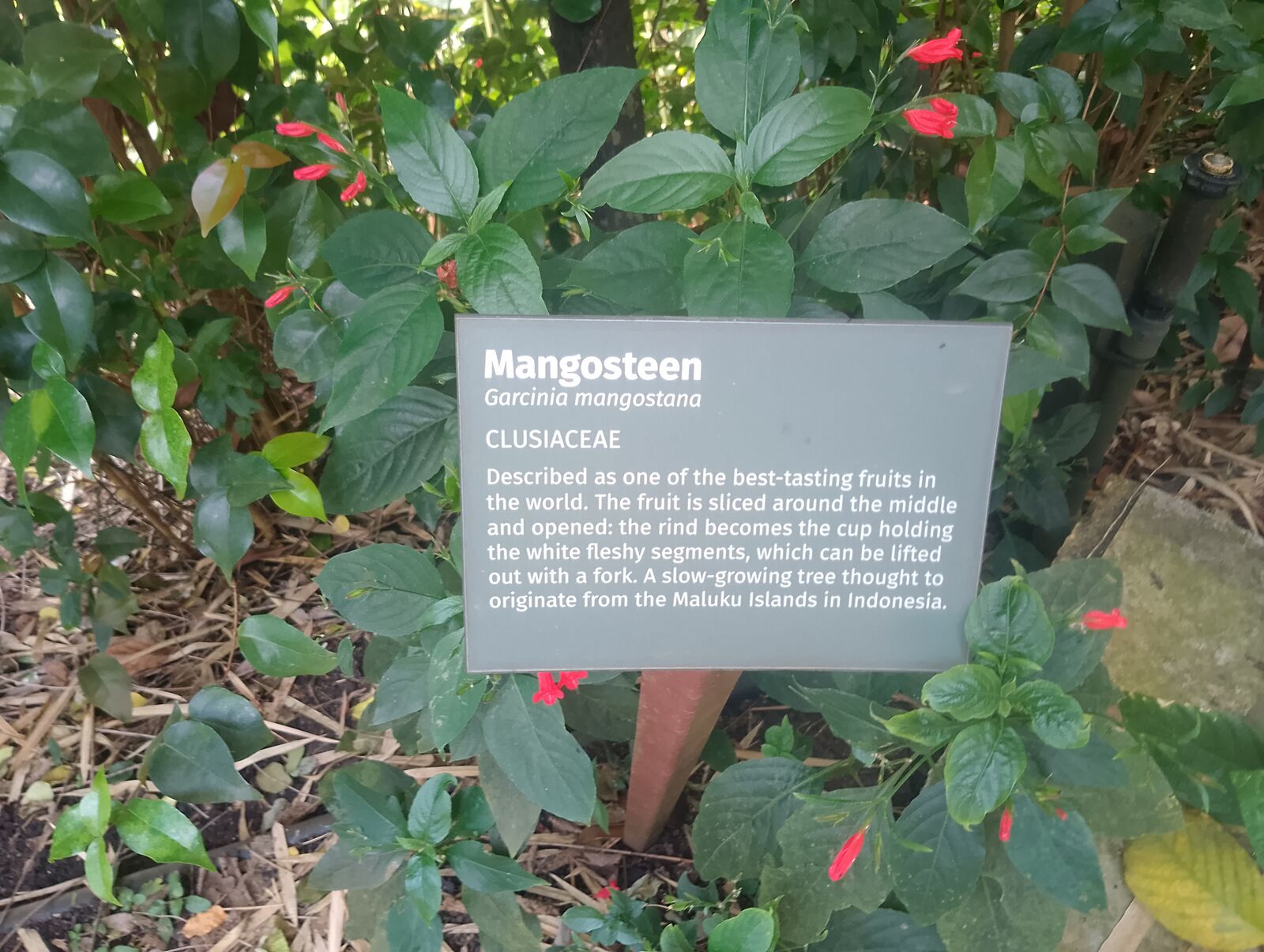 Eden Project