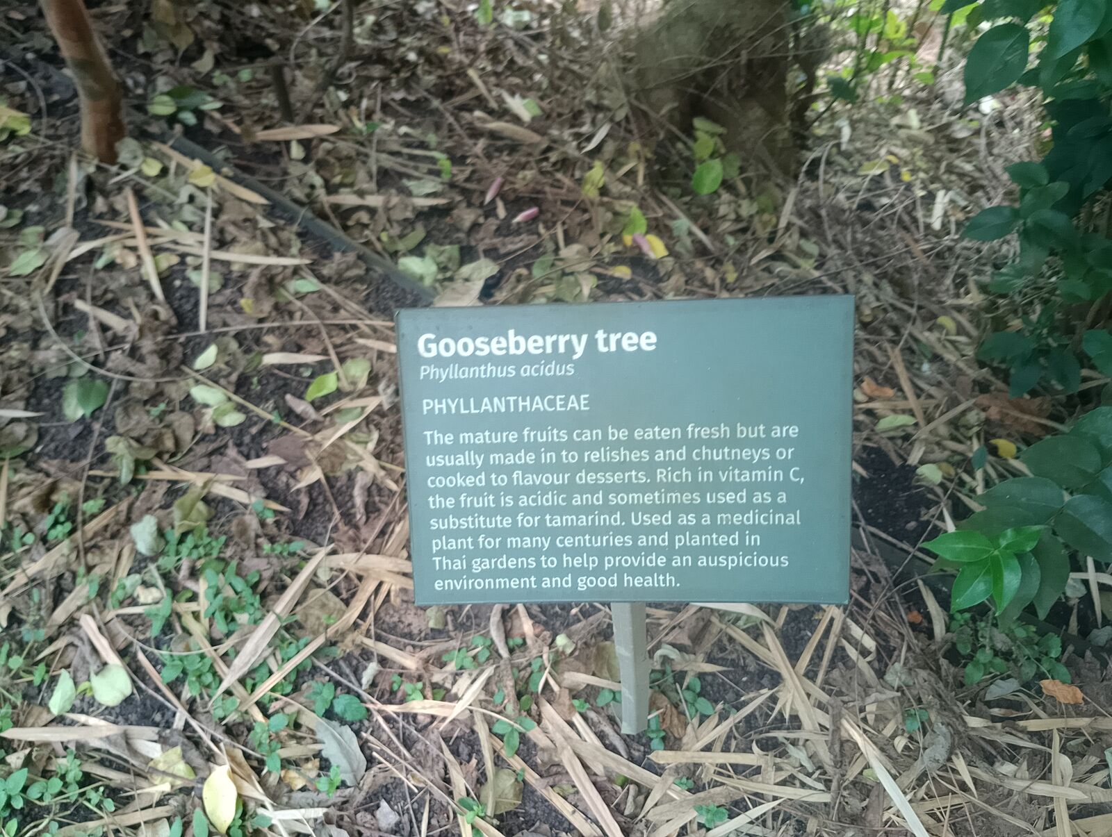 Eden Project