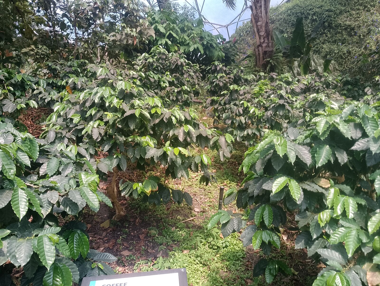 Eden Project